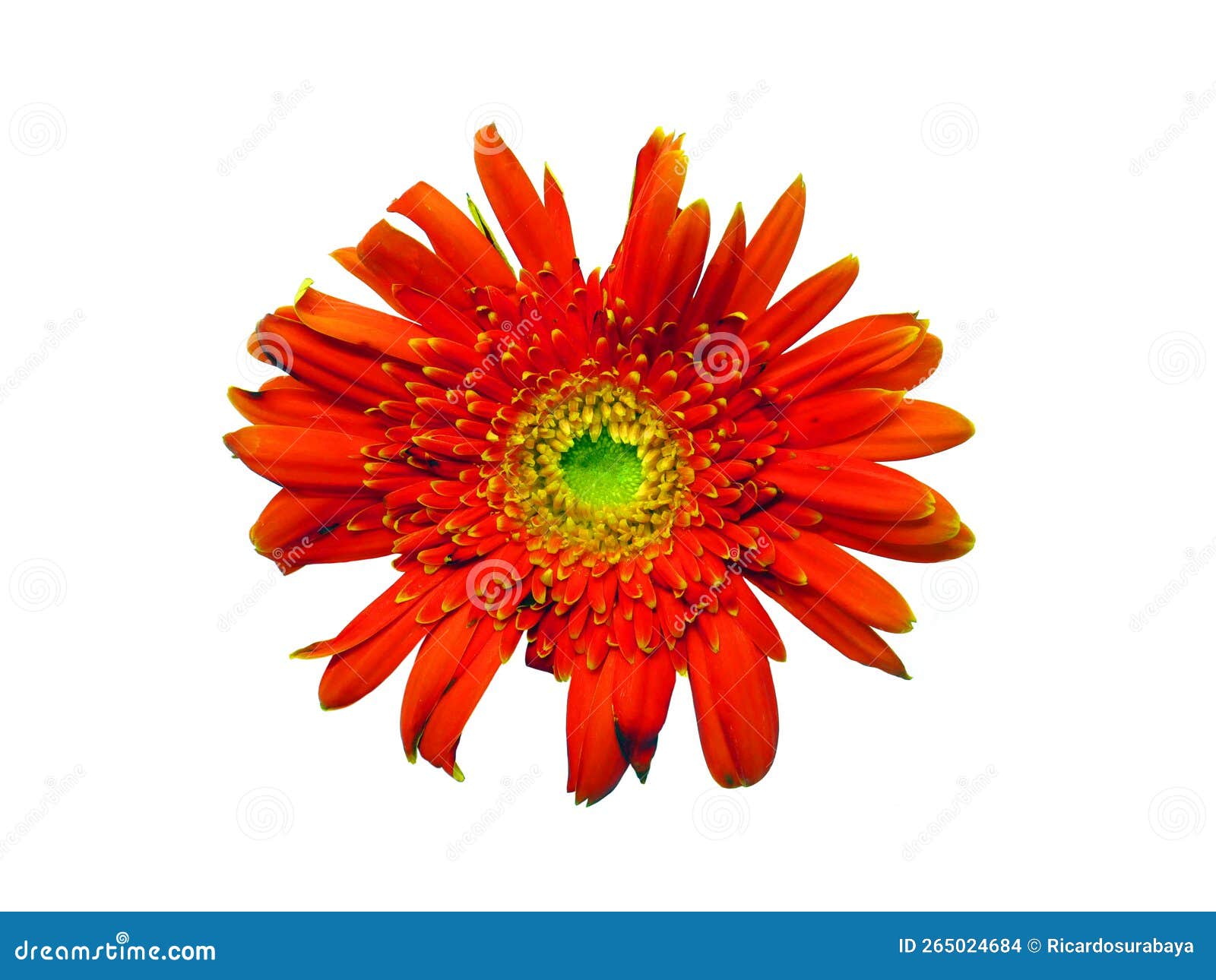 Isolated Flower with White Background Stock Photo Image of pretty