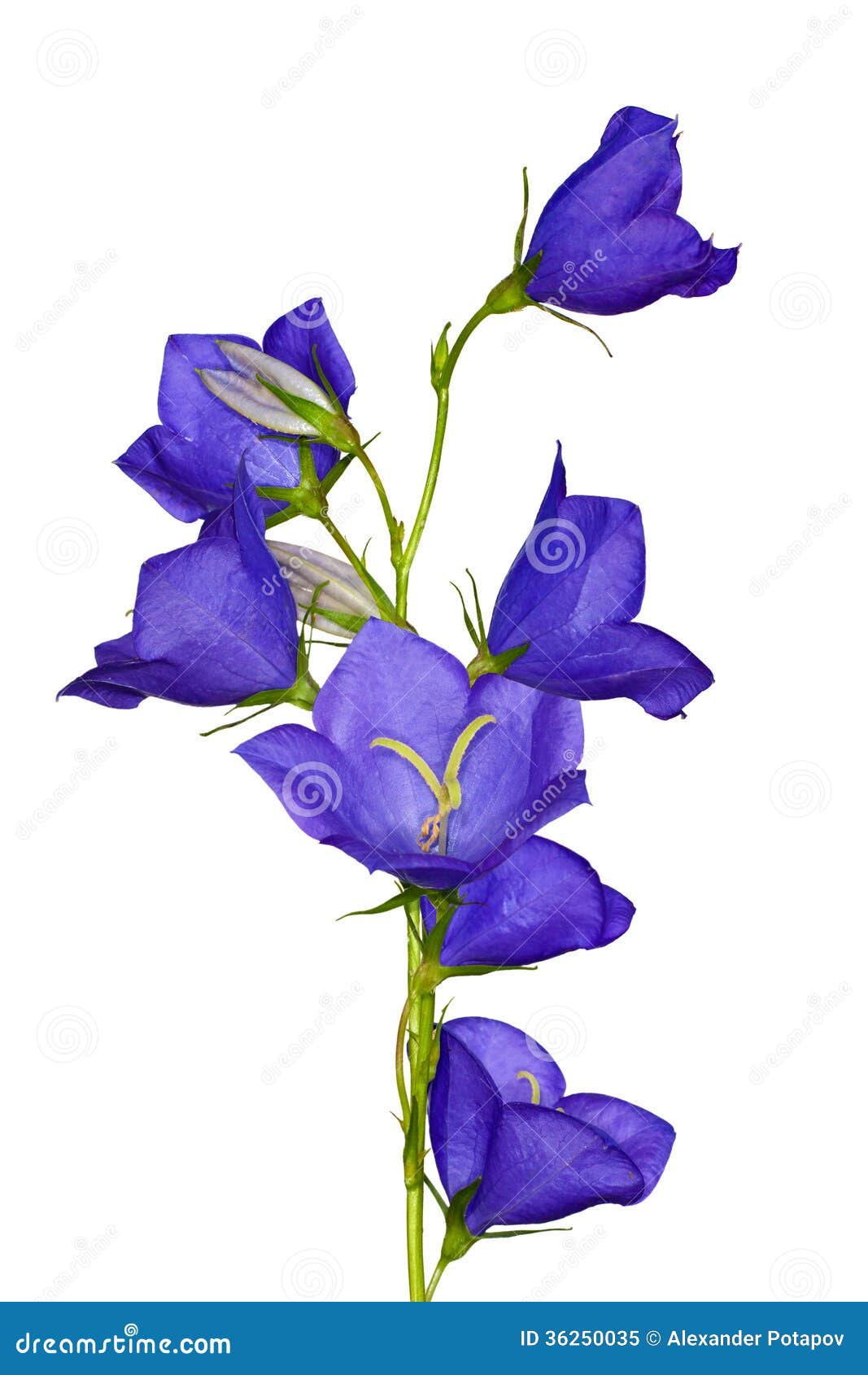 Isolated Flowers of Blue Campanula Stock Image Image of petals