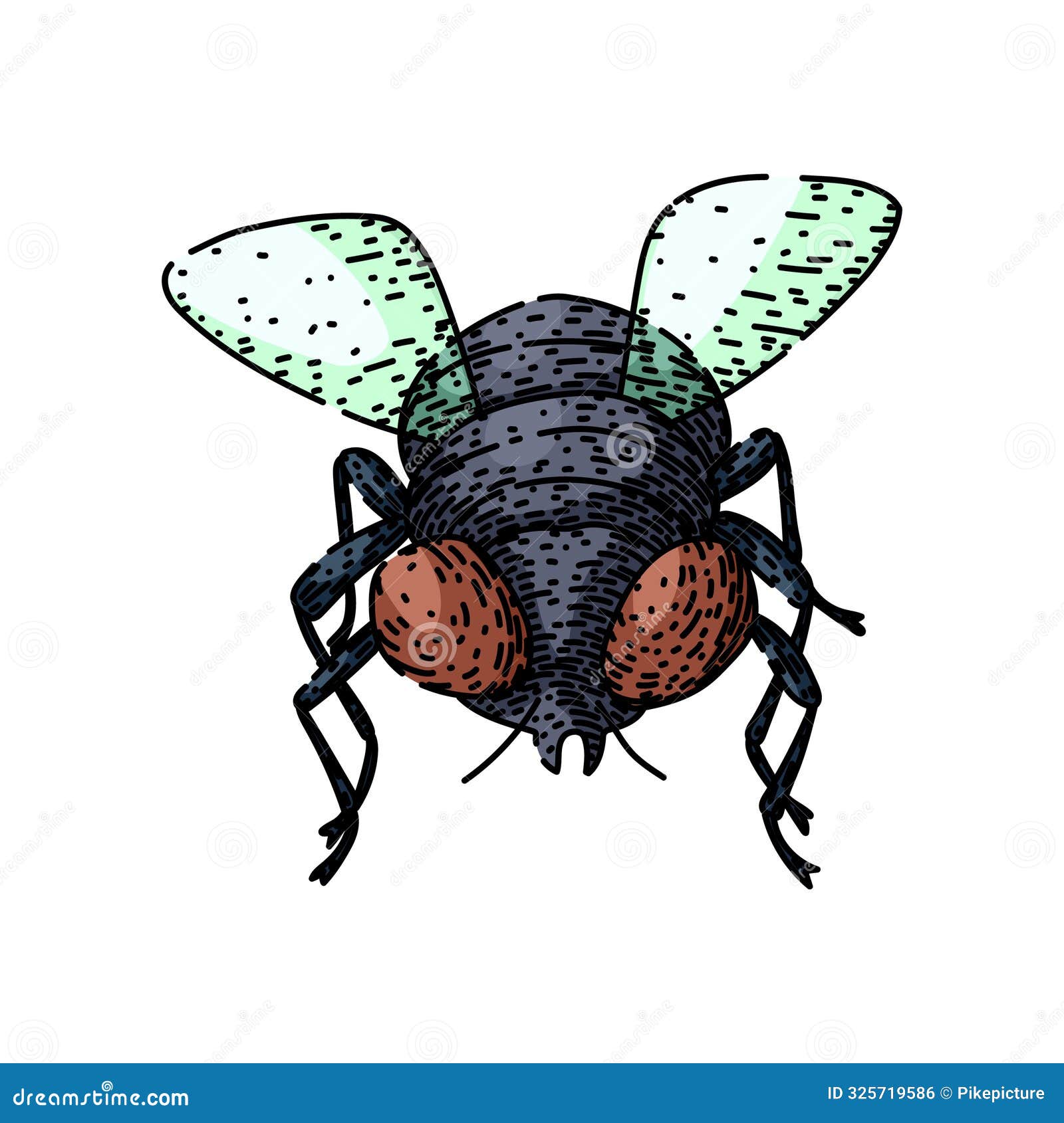  fly sketch hand drawn 