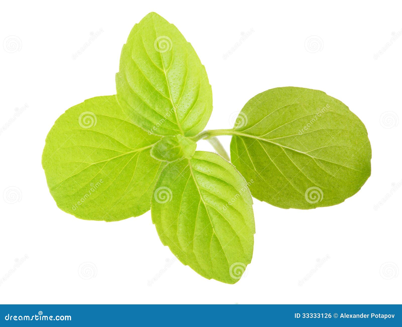 Isolated Fresh Mint Green Leaves Stock Photo Image of peppermint