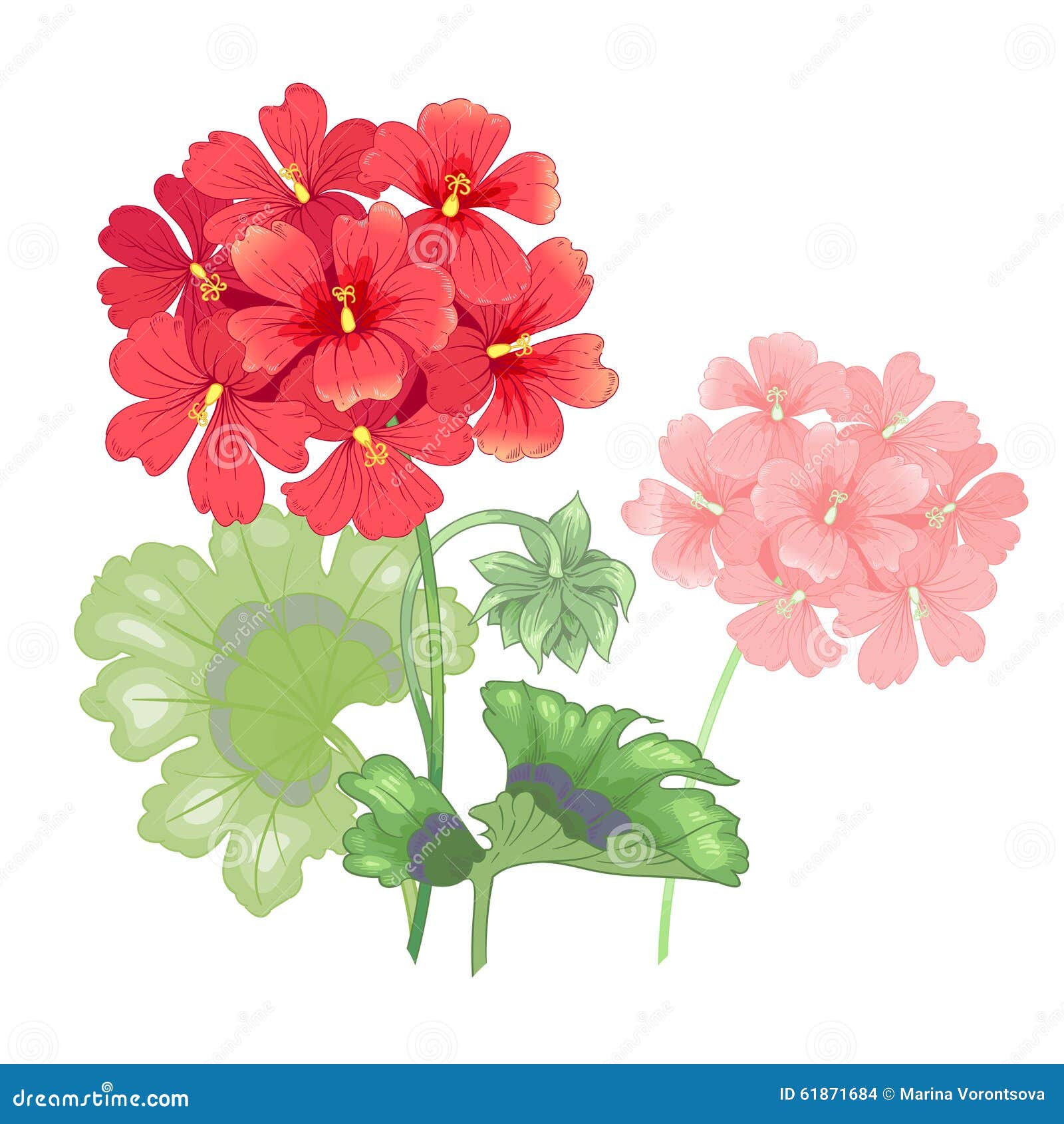 Isolated Geranium Flower On A White Background. Stock Vector