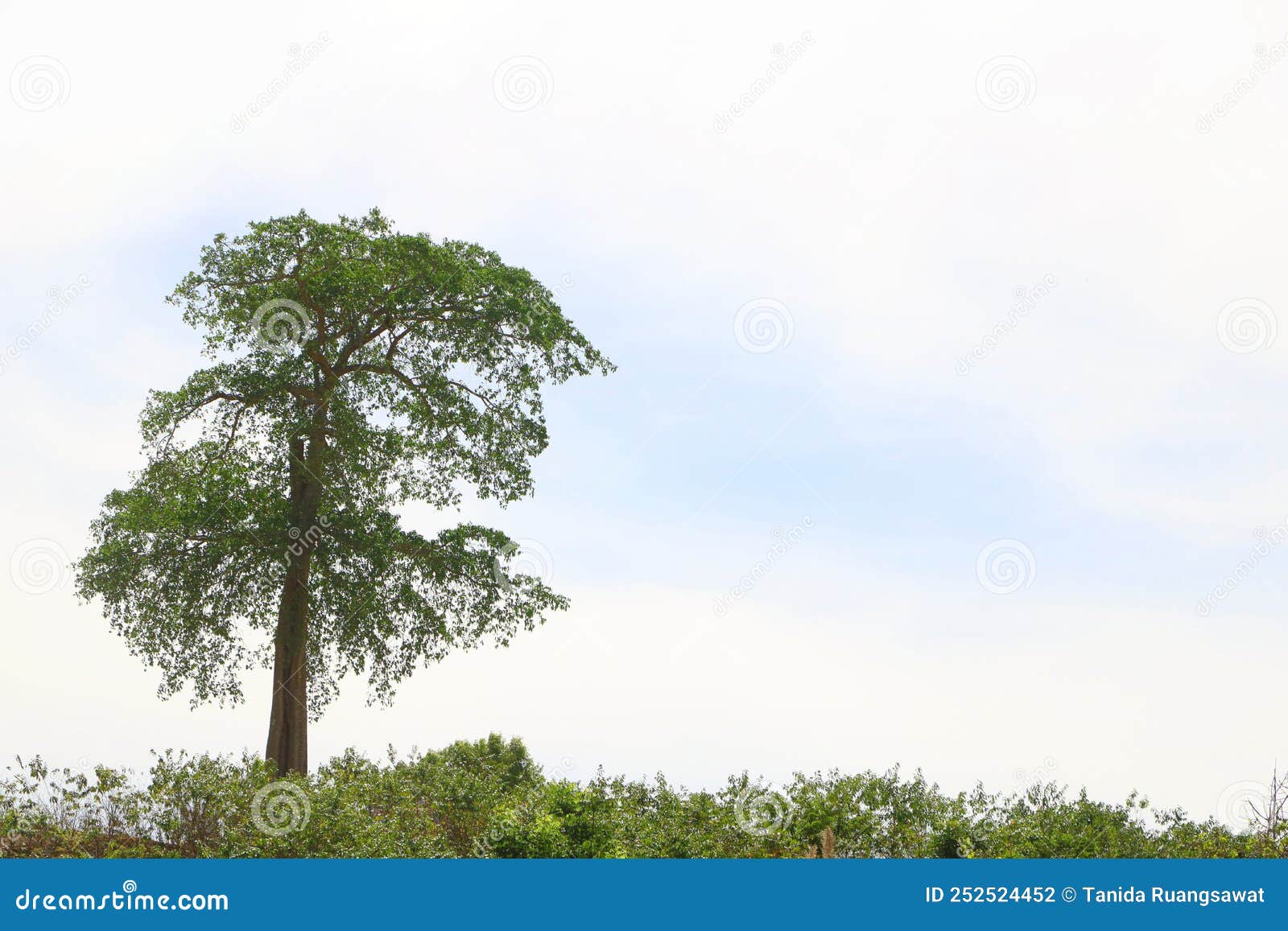  green big tree have layer branches on blue and white sky have copysapce