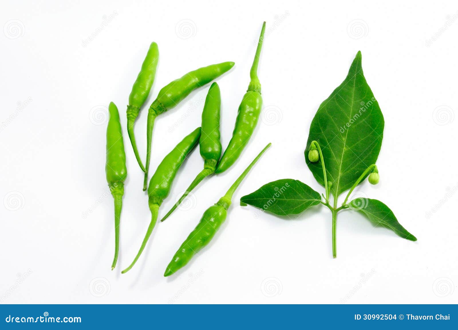 Isolated Green chili stock photo. Image of spice, food 30992504