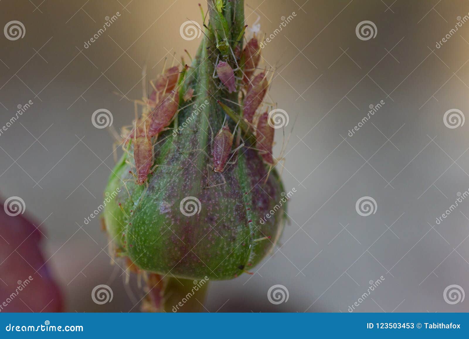 Multiple Aphids on a Rose Buds Stock Image Image of insects, green