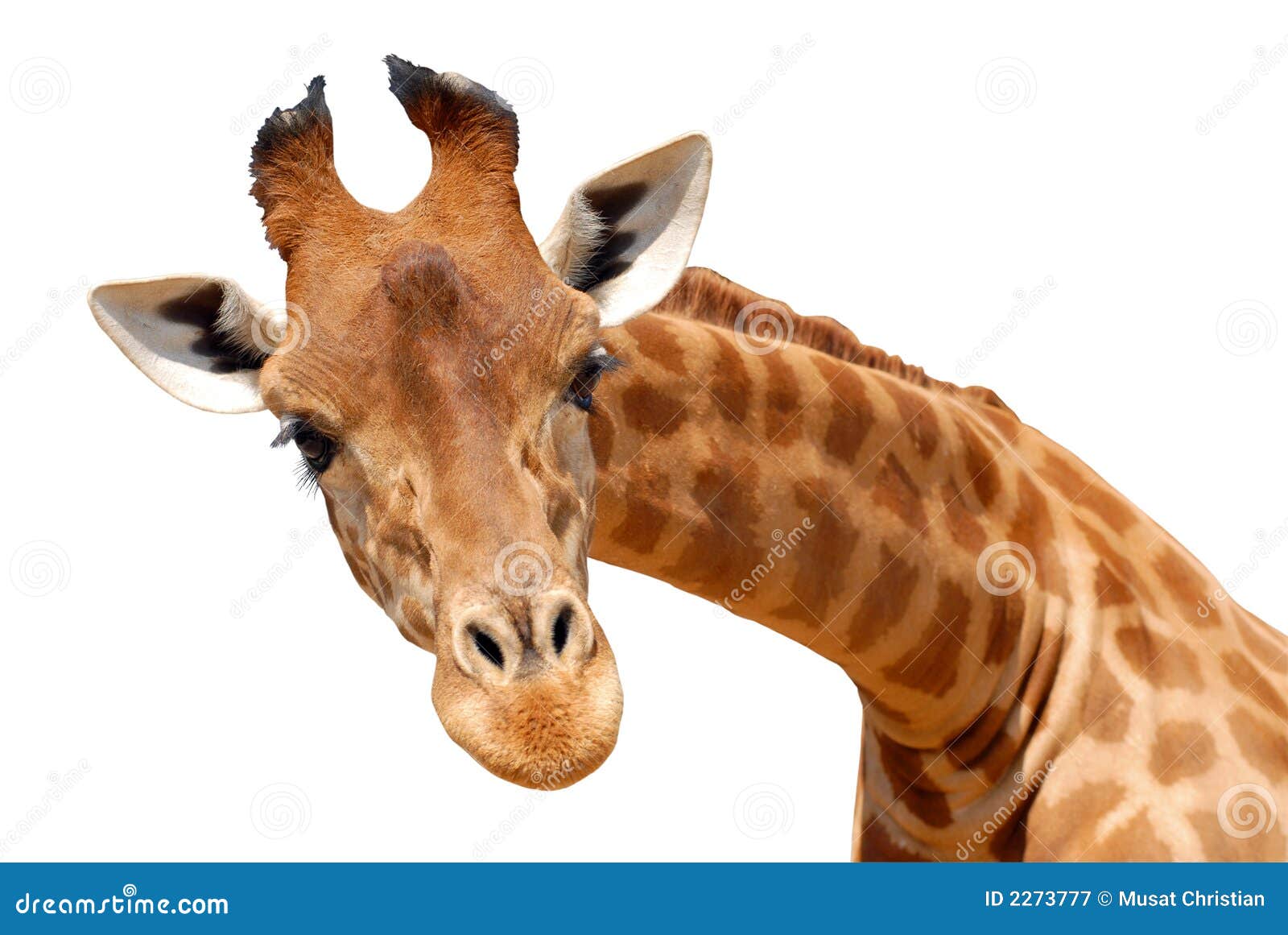  head giraffe