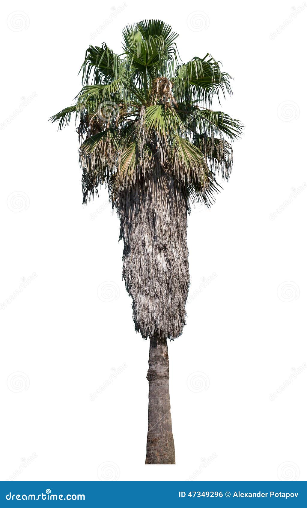 Isolated High Old Palm Tree Stock Photo - Image of isolated, object ...