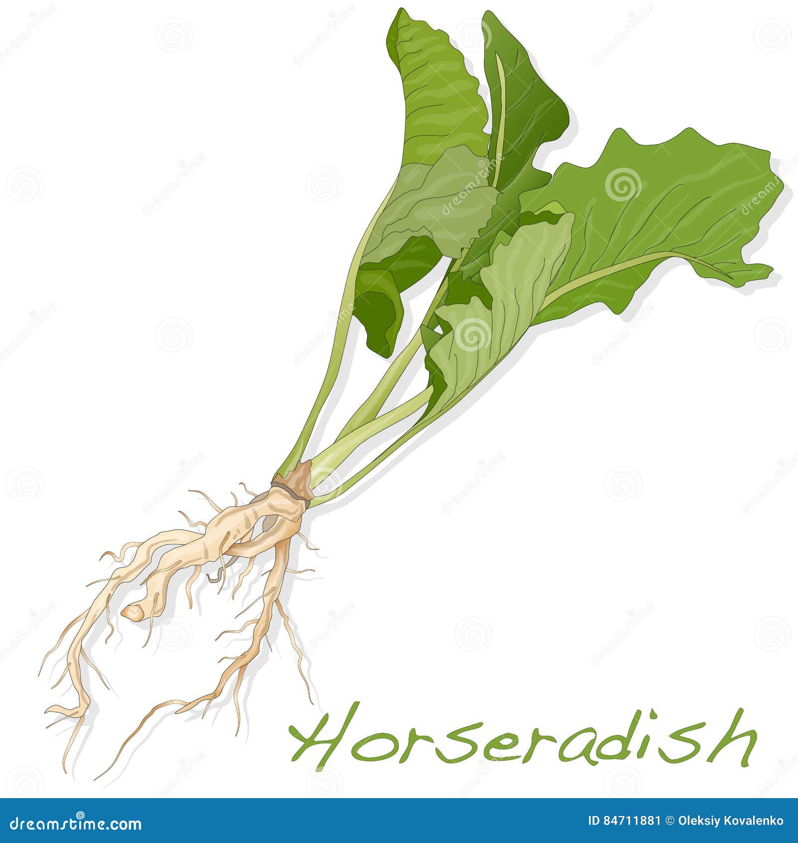 Horseradish Root Isolated On White Background. Vector Cartoon