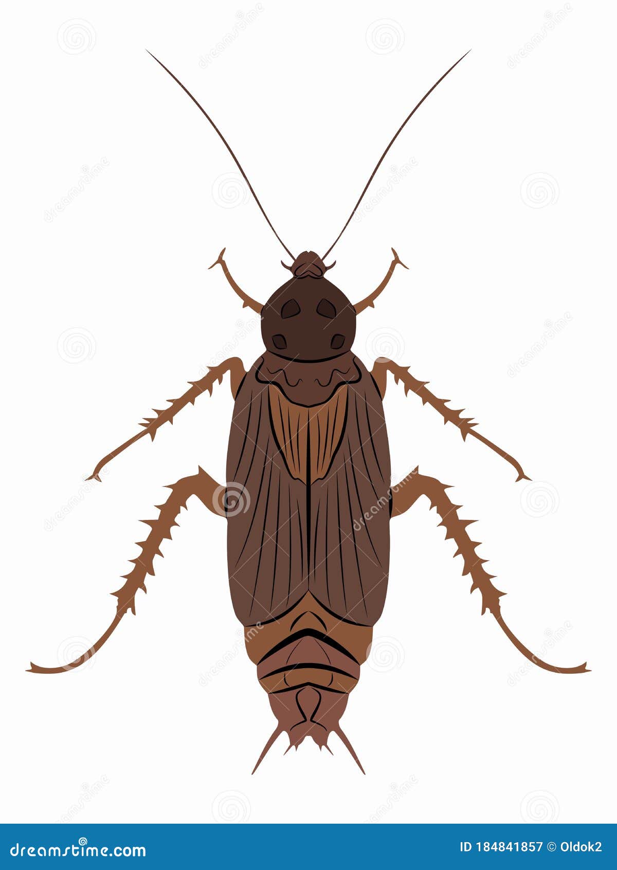 Illustration of Cockroach , Vector Draw Stock Vector - Illustration of ...