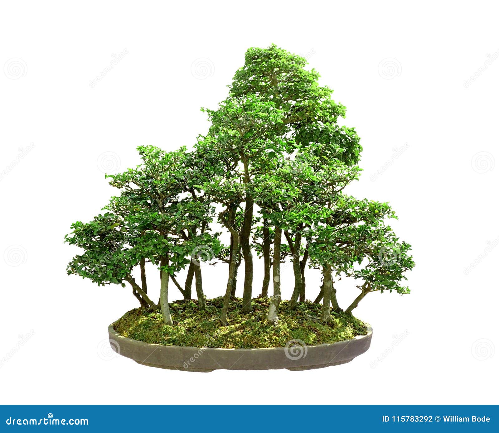 Isolated Bonsai  Forest  In Pot  Stock Photo Image of floor 