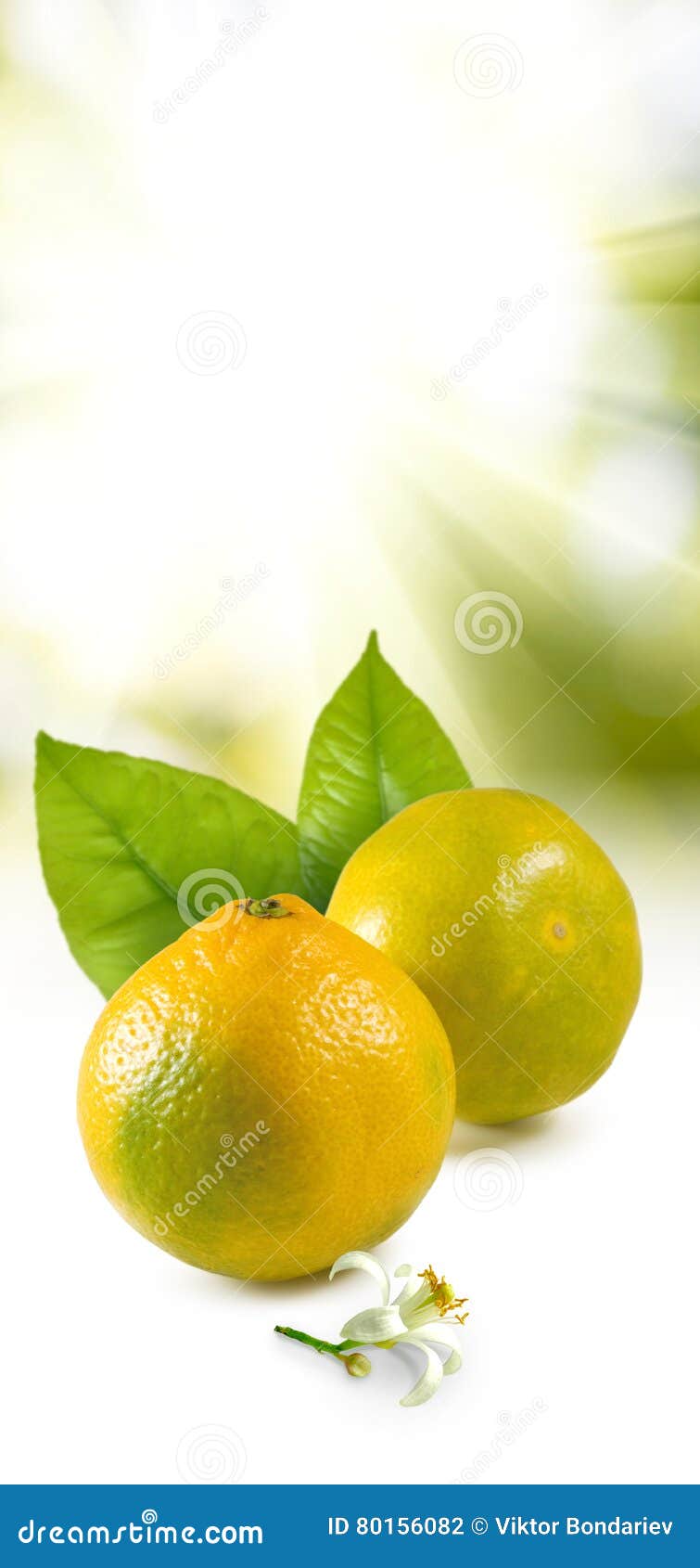 Isolated Image of Orange Closeup Stock Photo Image of close, harvest