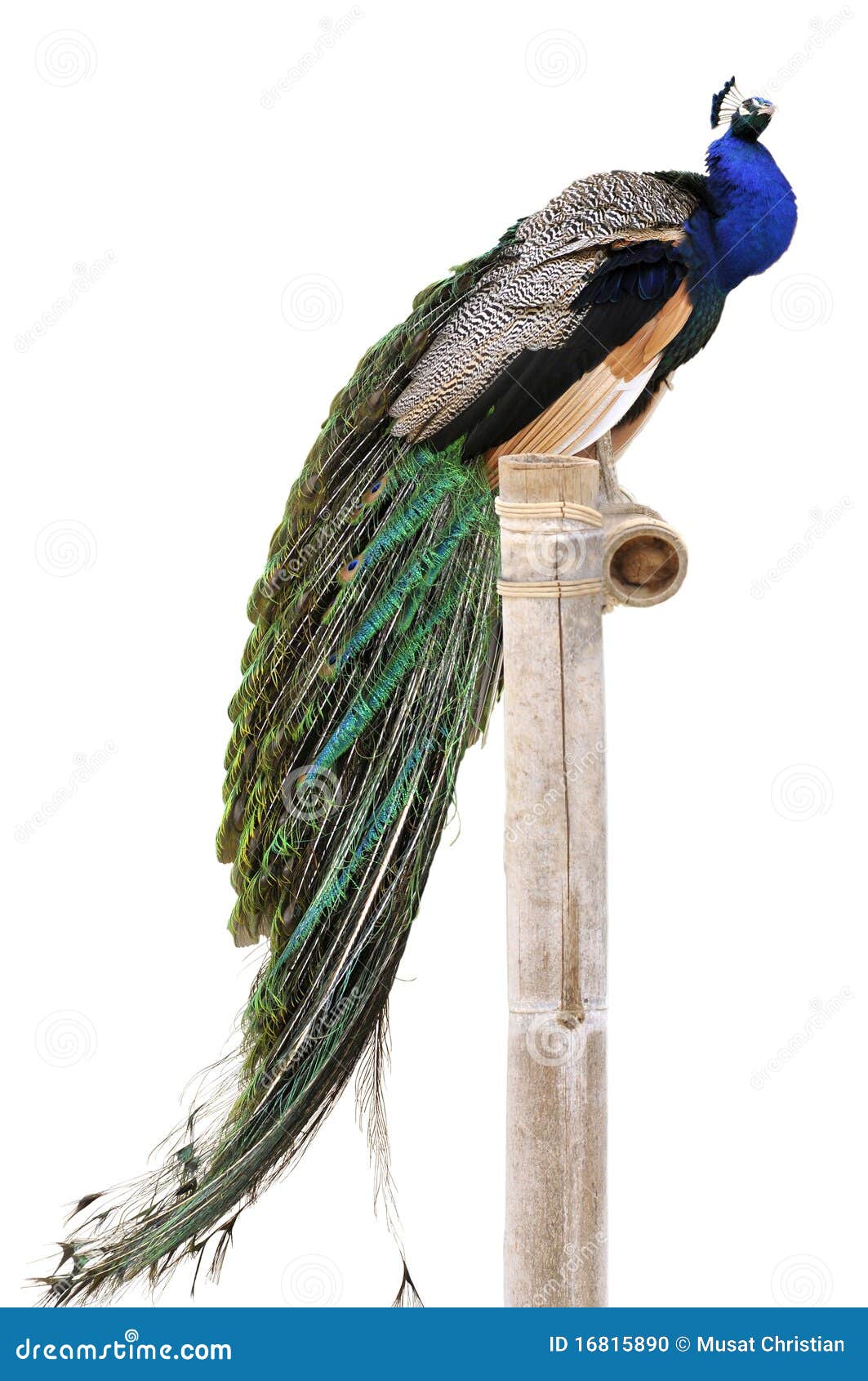  indian peafowl on perch