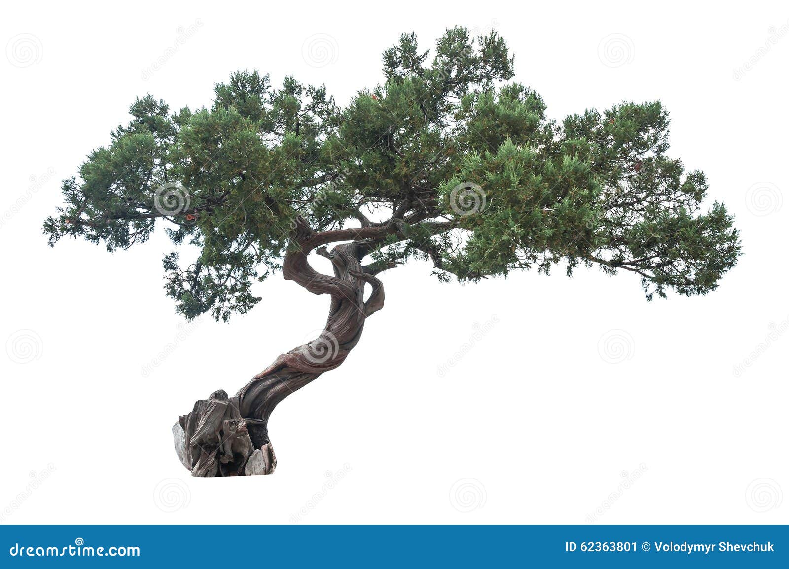 clip art juniper tree - photo #27