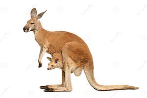 Kangaroo Stock Image CartoonDealer 34430215 Kangaroo Stock Image CartoonDealer 34430215