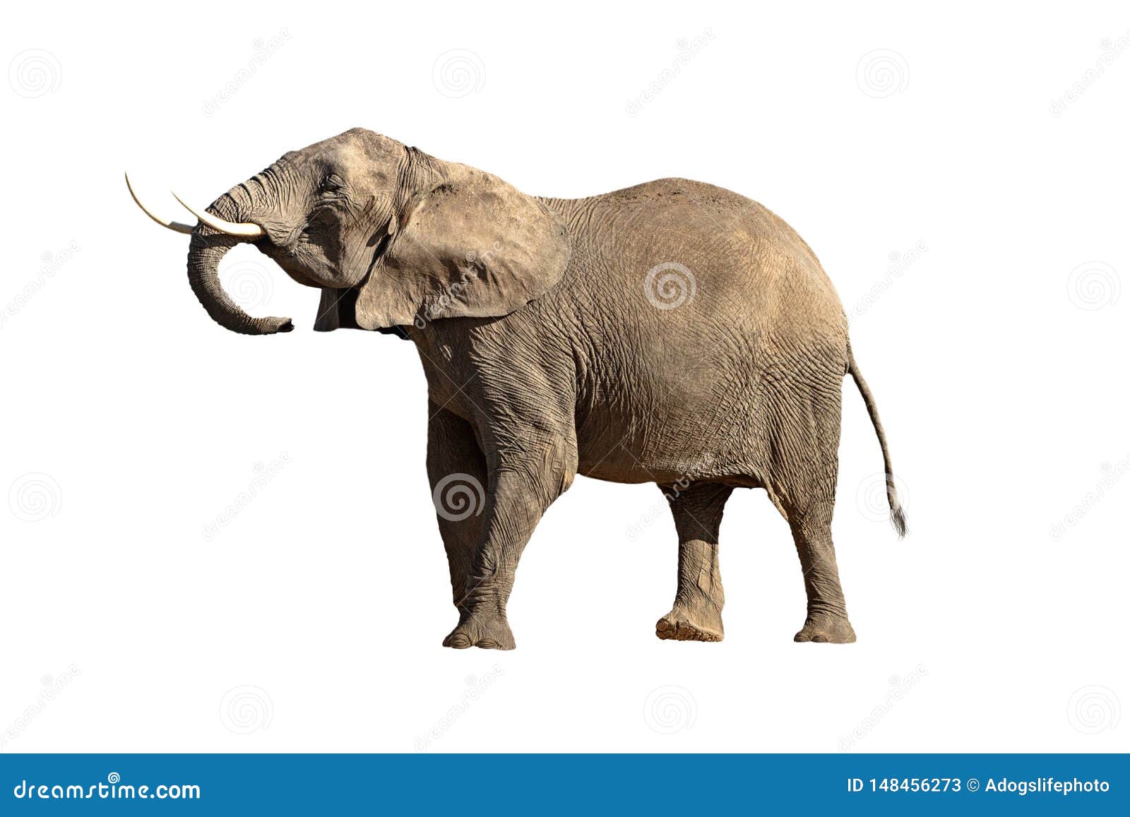 large elephant head up big tusks