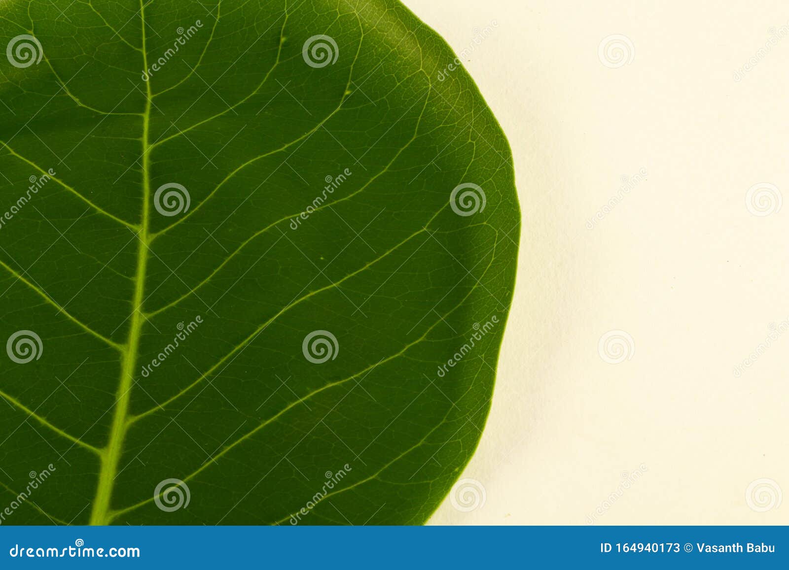 Isolated Leaf in White Background Stock
