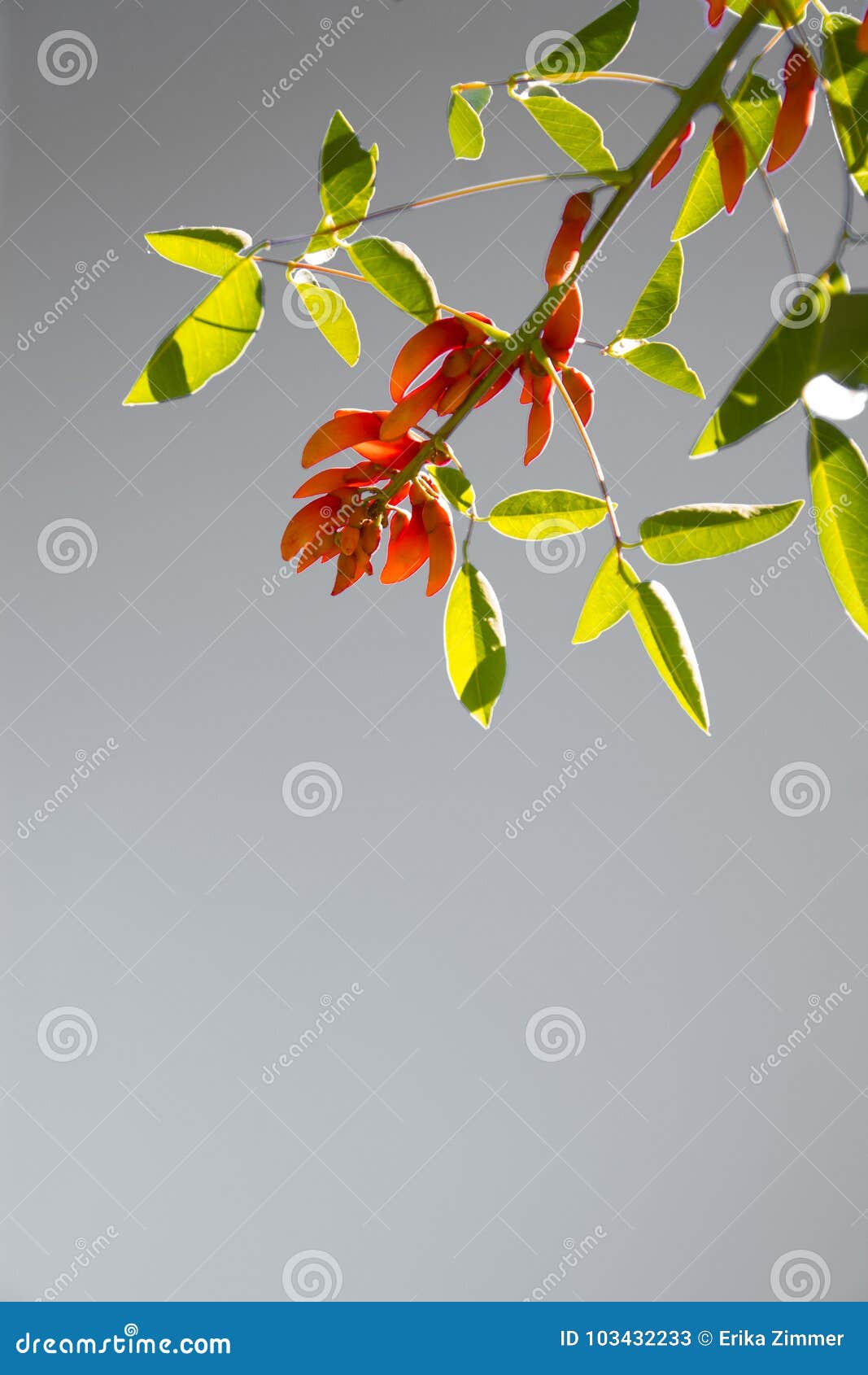  leaves with red flower and gray background