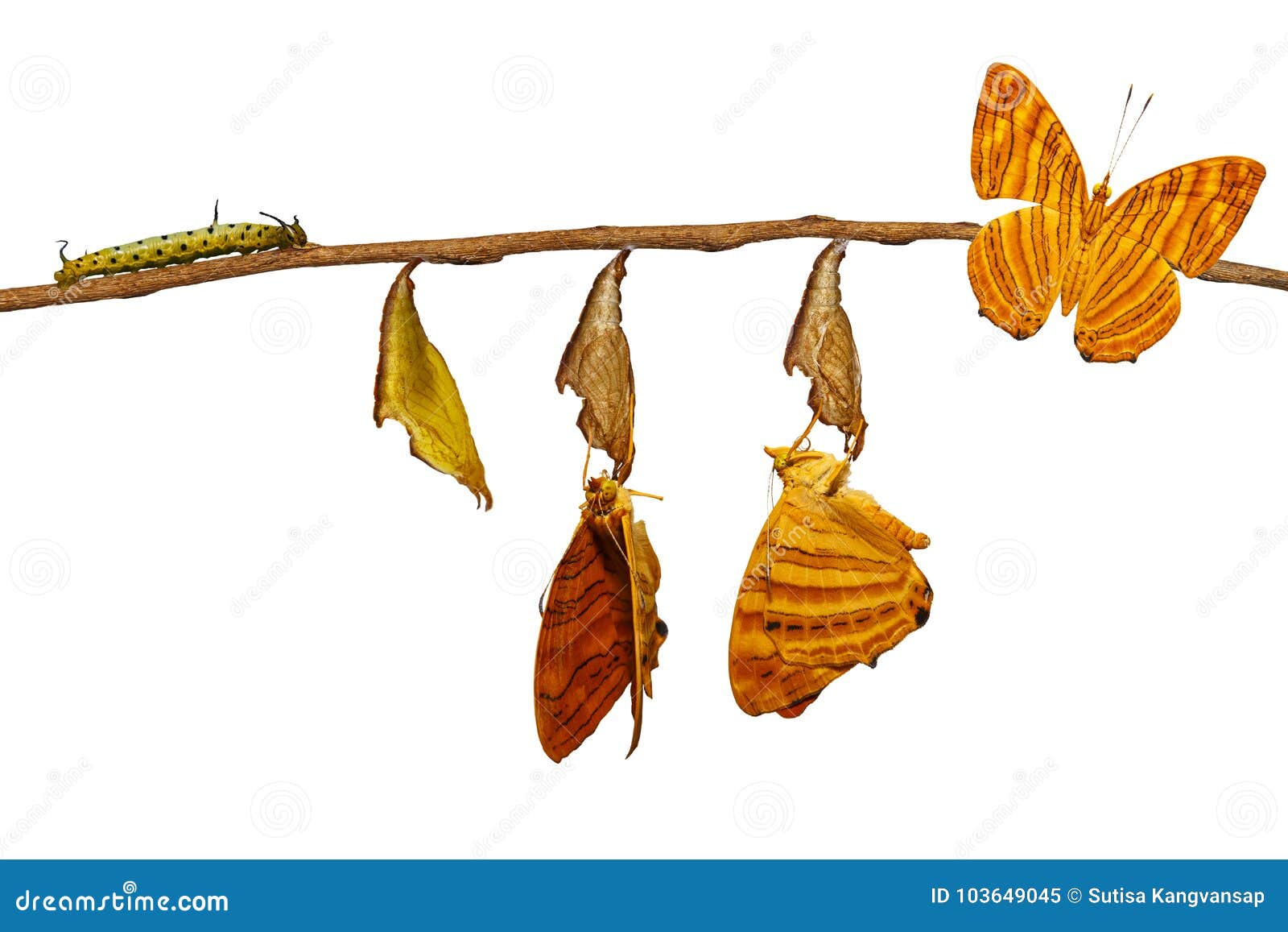  life cycle of common maplet chersonesia risa butterf