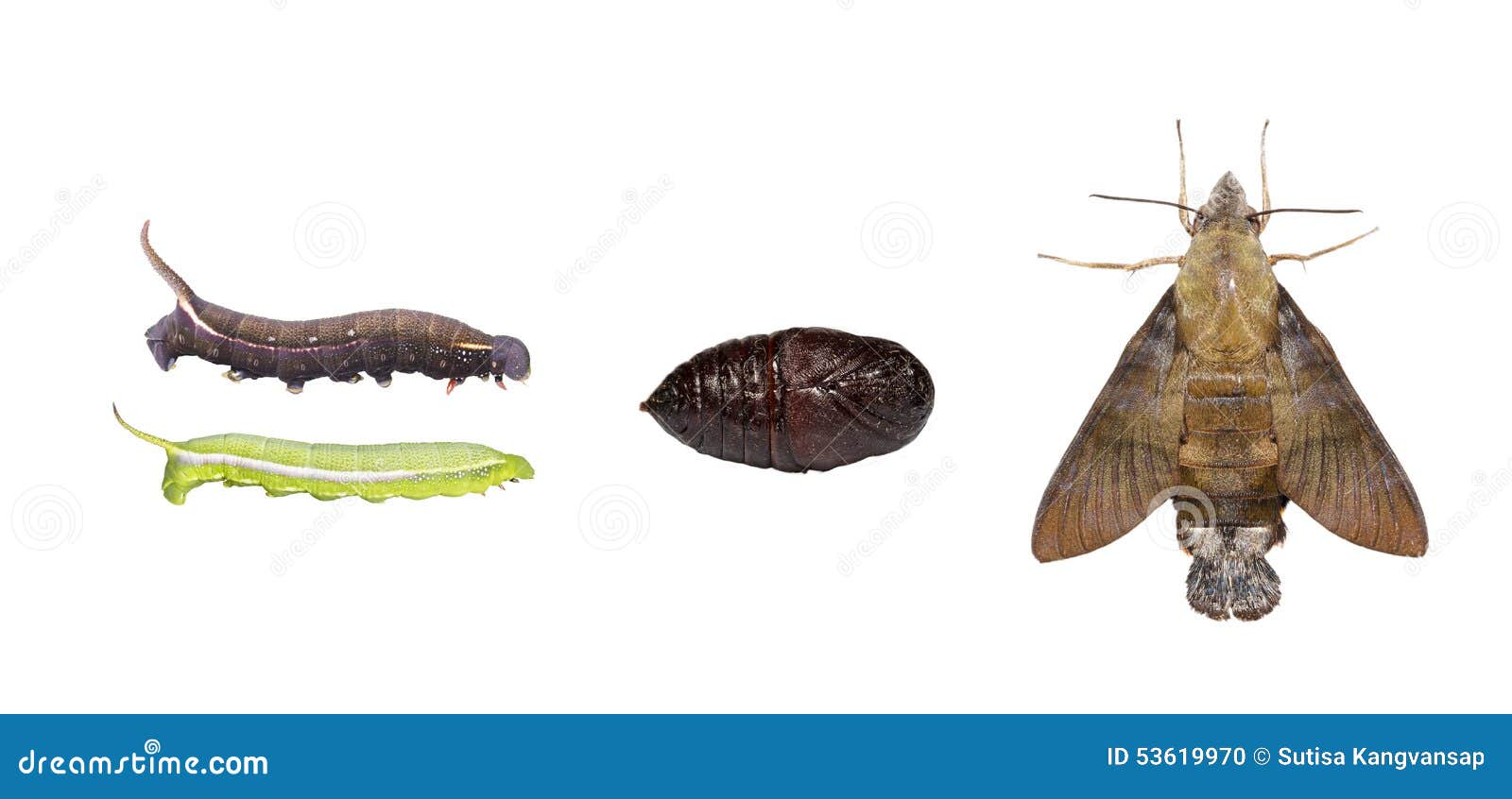 Isolated Life Cycle of Macroglossum Sitiene Moth Stock Photo - Image of ...