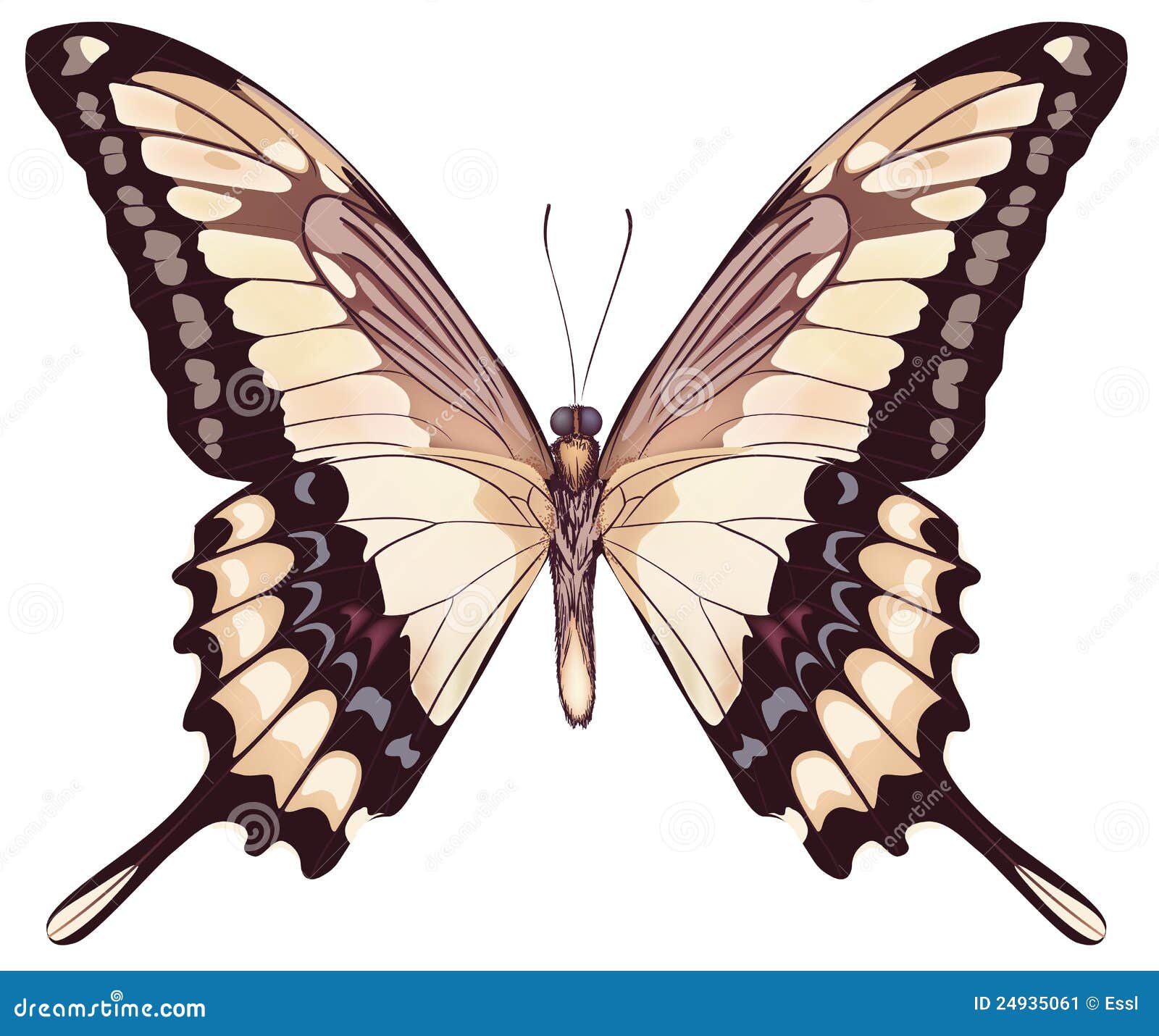 Isolated Light Butterfly stock vector. Illustration of brown - 24935061
