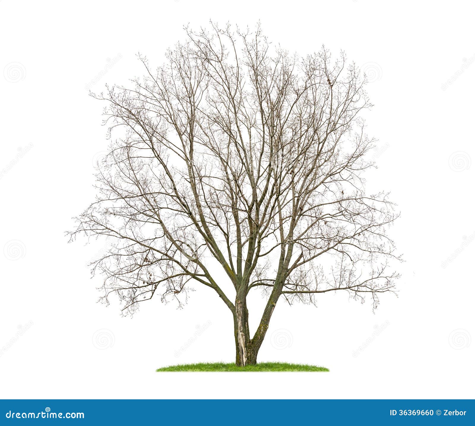 2,644,454 Winter Tree Stock Photos - Free & Royalty-Free Stock Photos from  Dreamstime