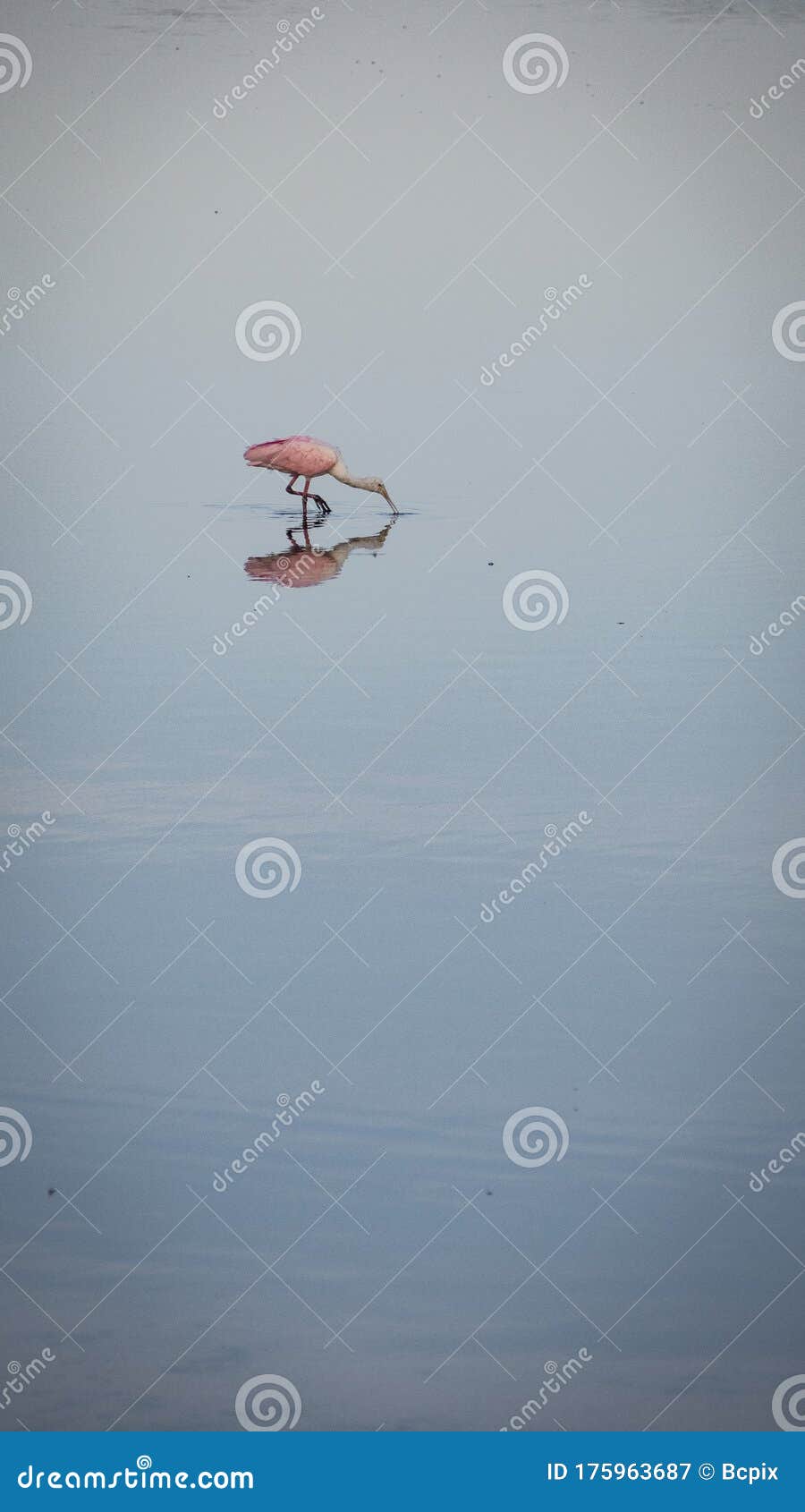  lone spoonbill wades for dinner