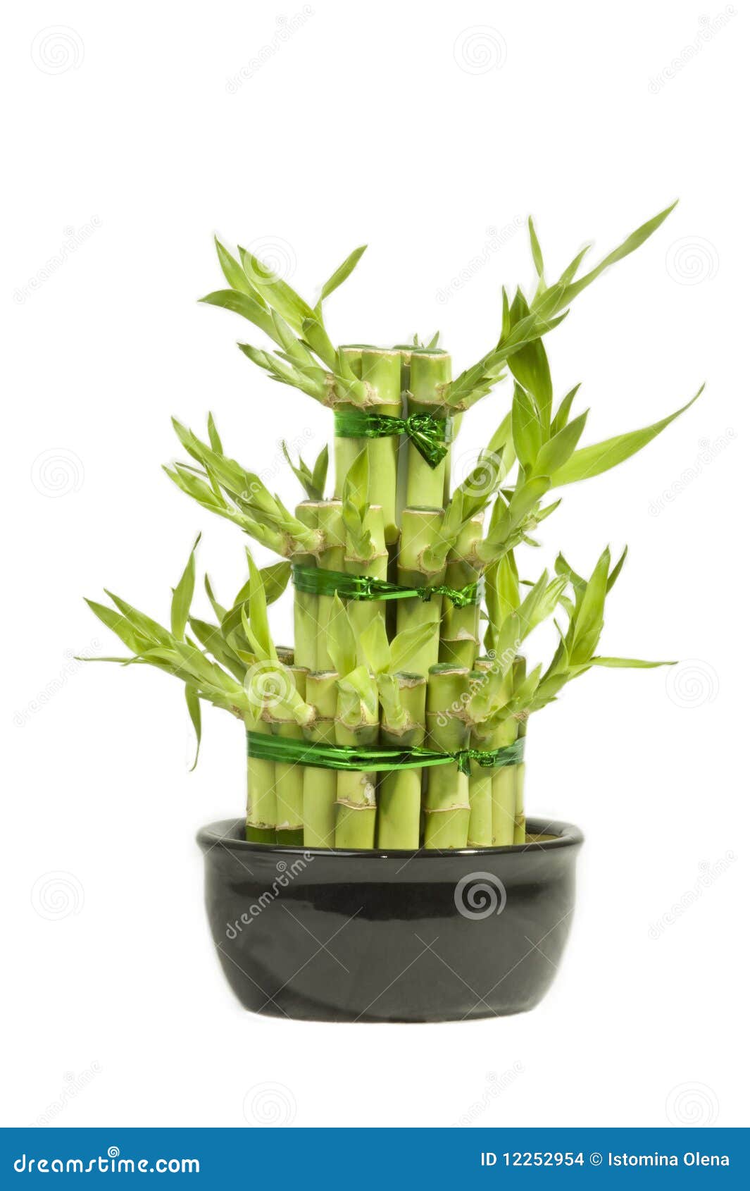 Isolated lucky bamboo stock photo. Image of east, feng 12252954
