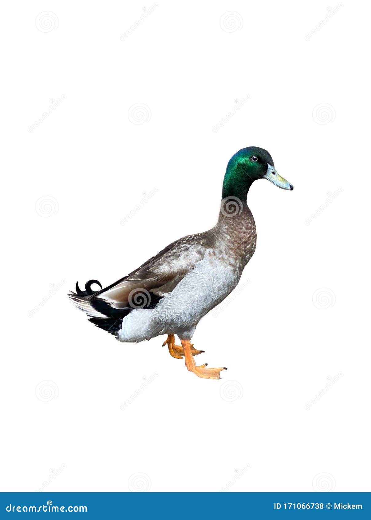 Isolated Mallard Duck on White Vertical Stock Photo - Image of beauty ...
