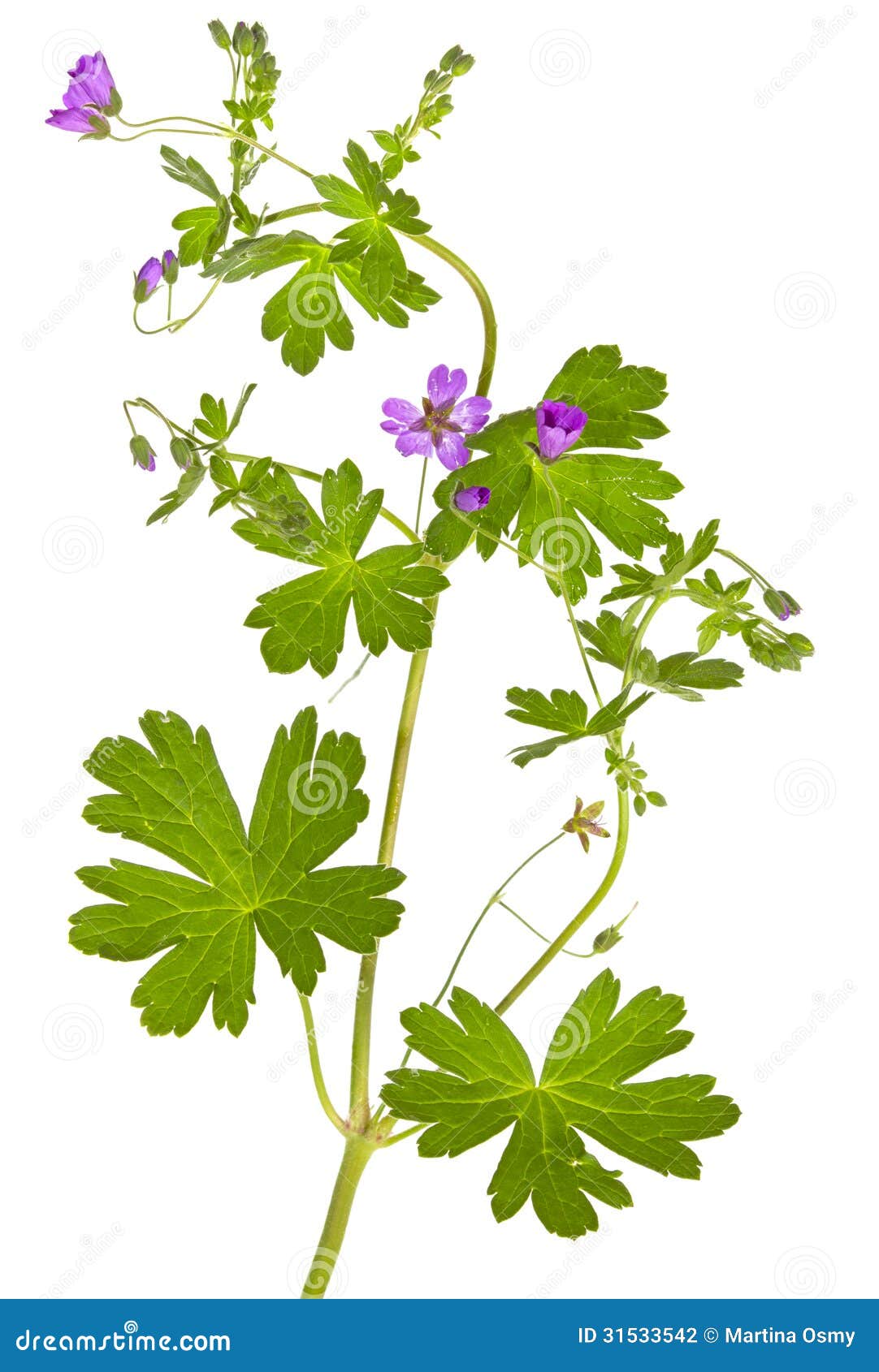  malva sylvestris plant