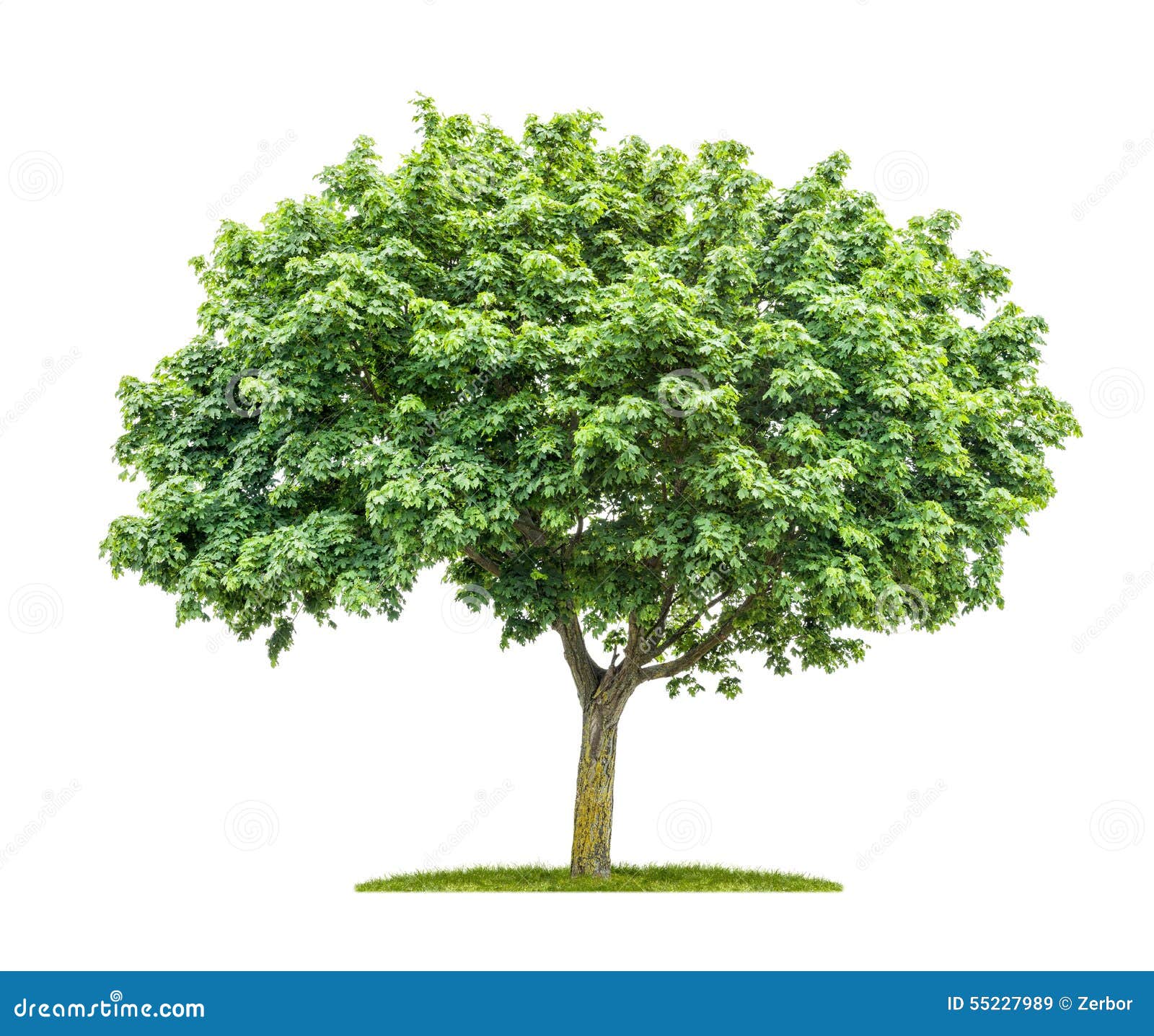 Isolated Maple Tree on a White Background Stock Image Image of nature