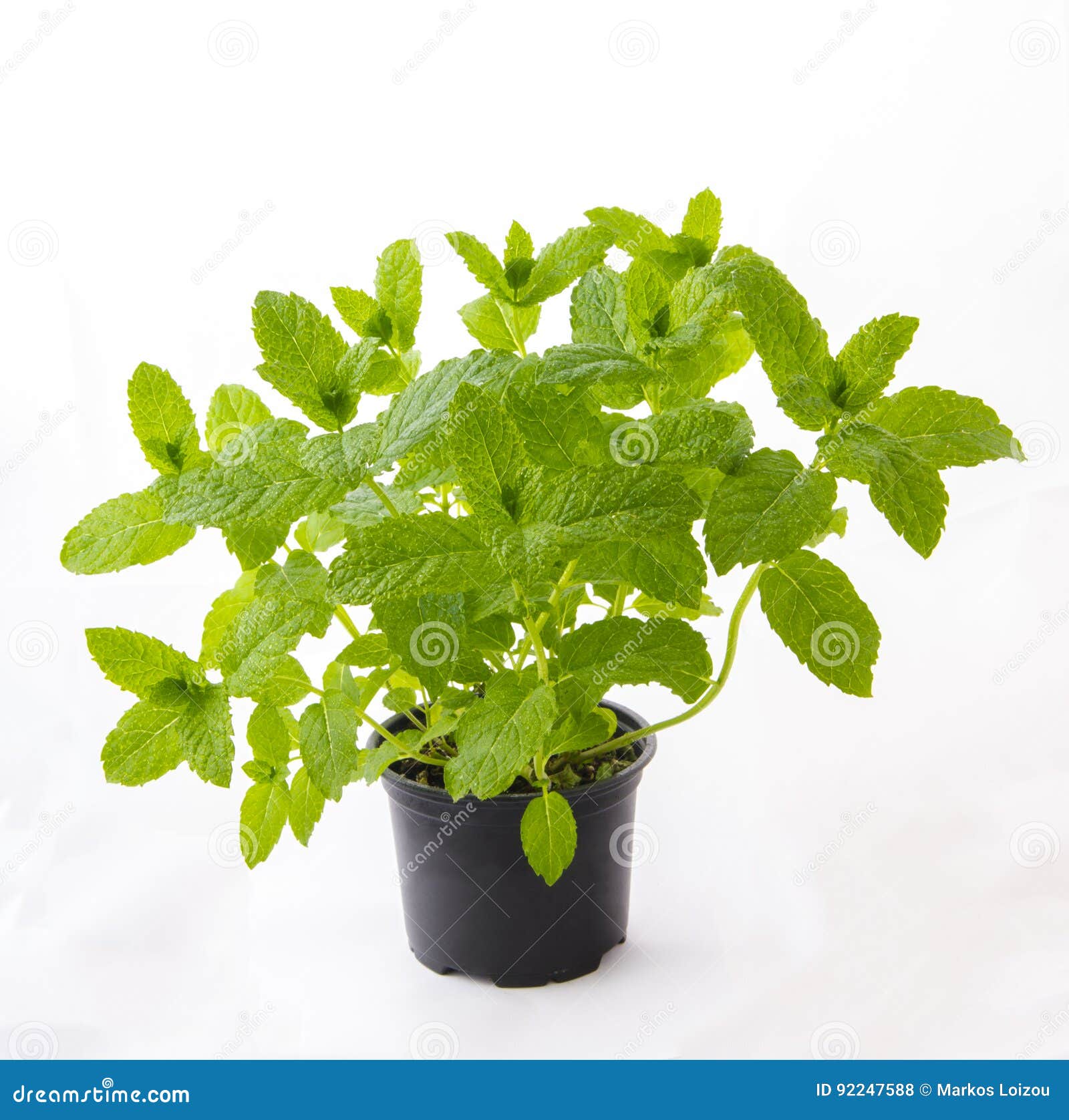 Isolated mint plant stock photo. Image of background 92247588