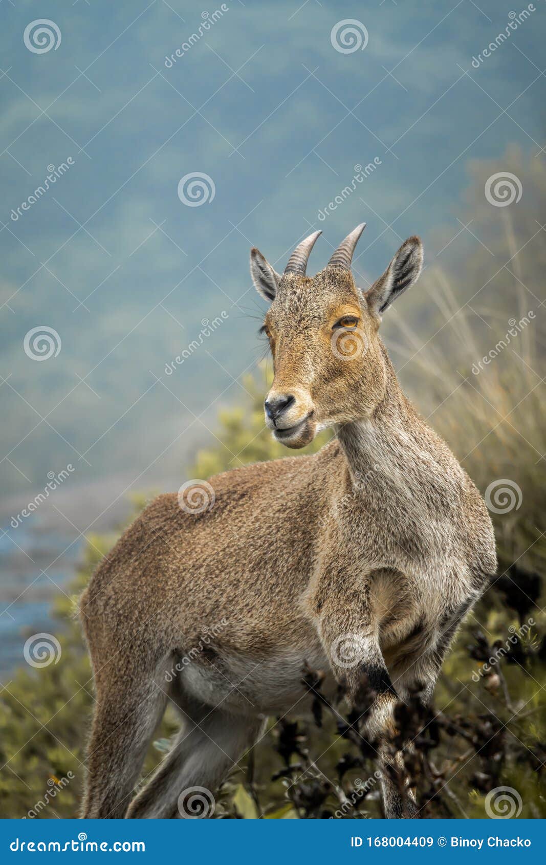 mountain-goat-indian-ibex-on-the-hills-of-munnar-in-kerala-stock-image-image-of-indian