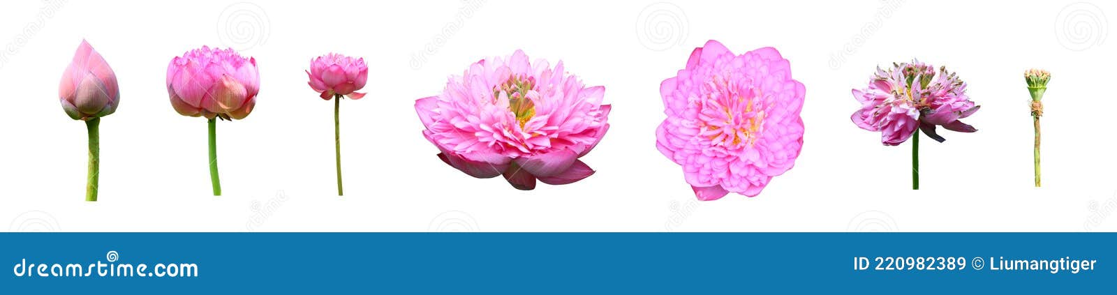  multi-petaled lotus flower in different status