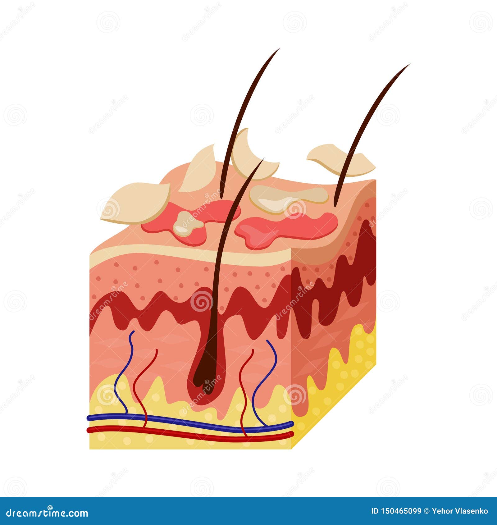 Isolated object of human and body sign. Collection of human and cells  vector icon for stock Stock Vector Image & Art - Alamy