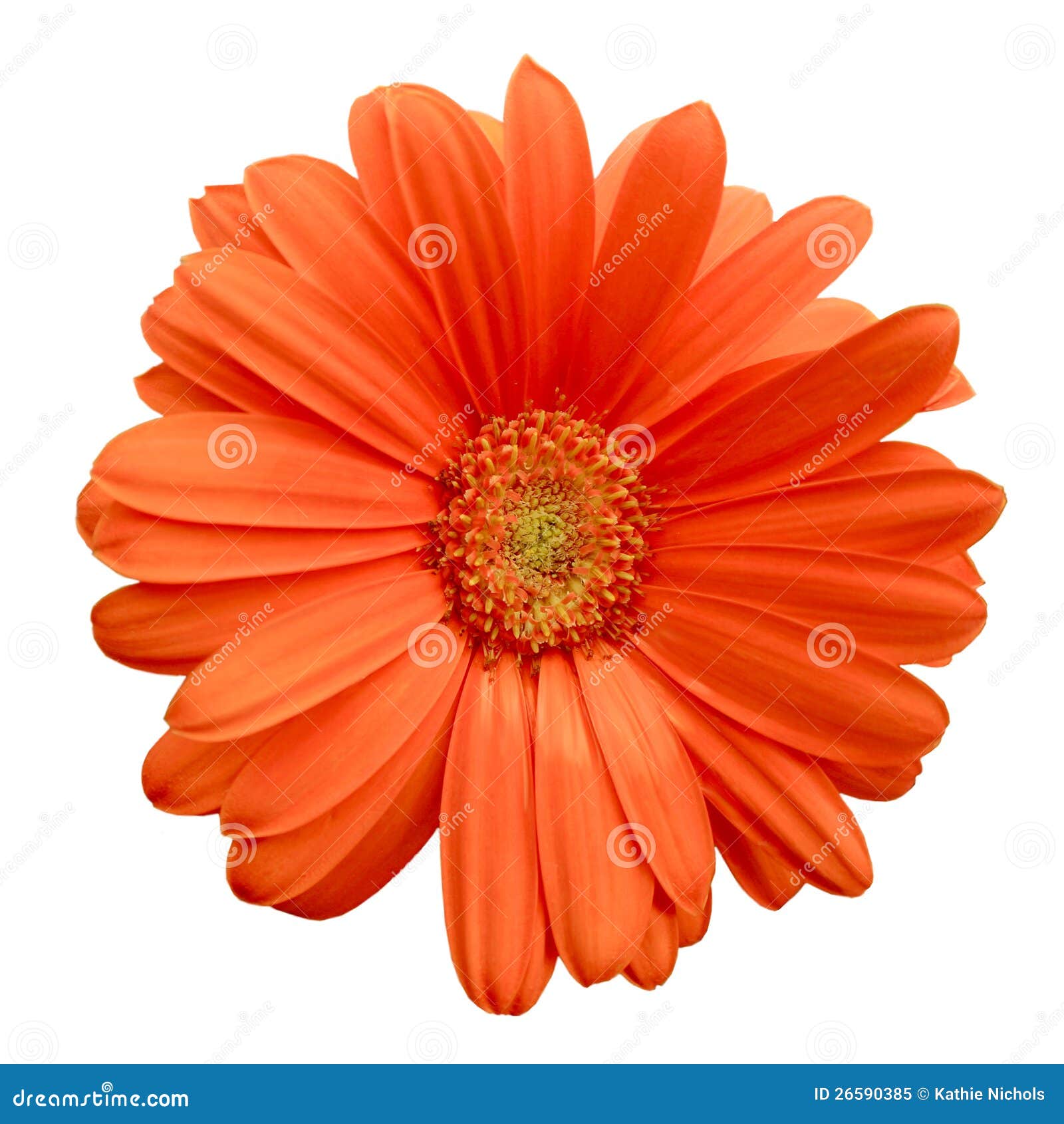 Isolated Orange Gerbera Daisy Stock Image Image of growth, macro