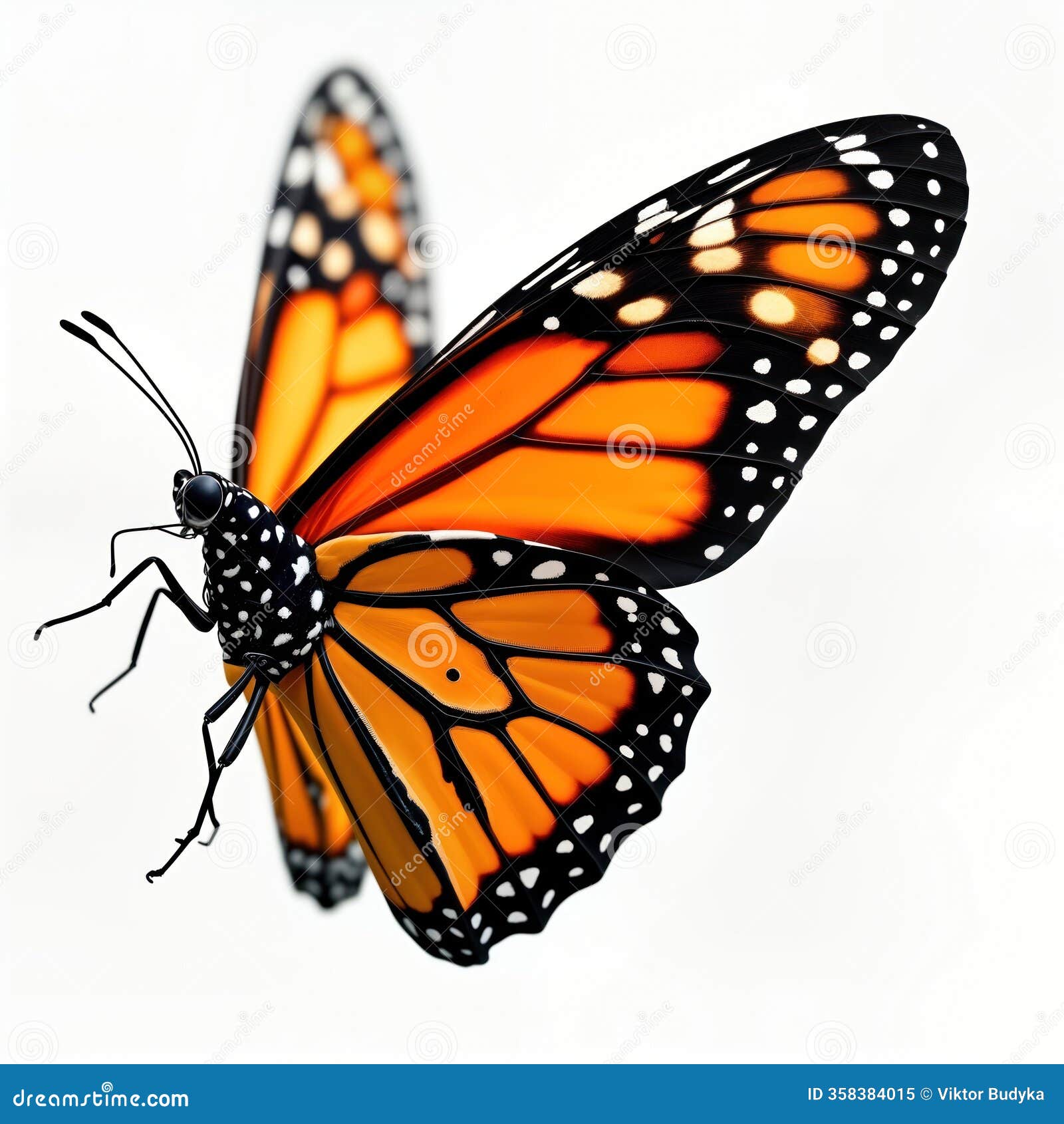  orange monarch butterfly in flight. close-up view. beautiful insect with vibrant colors. nature scene. spring summer.