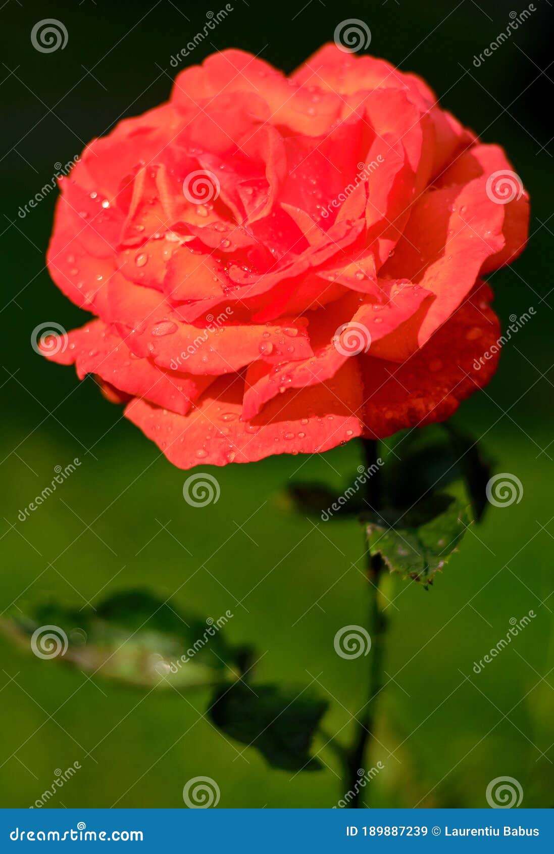 Orange Rose with Water Drops Stock Image Image of leaves, card 189887239