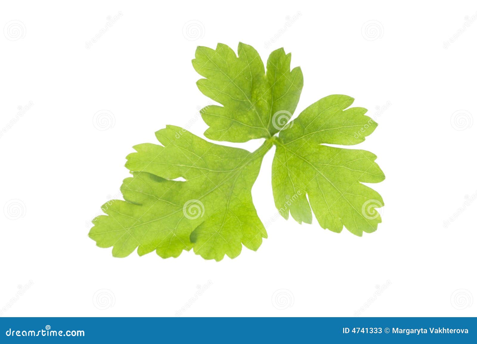 Isolated Parsley Leaf Over White Stock Image Image of herbal, refreshment 4741333
