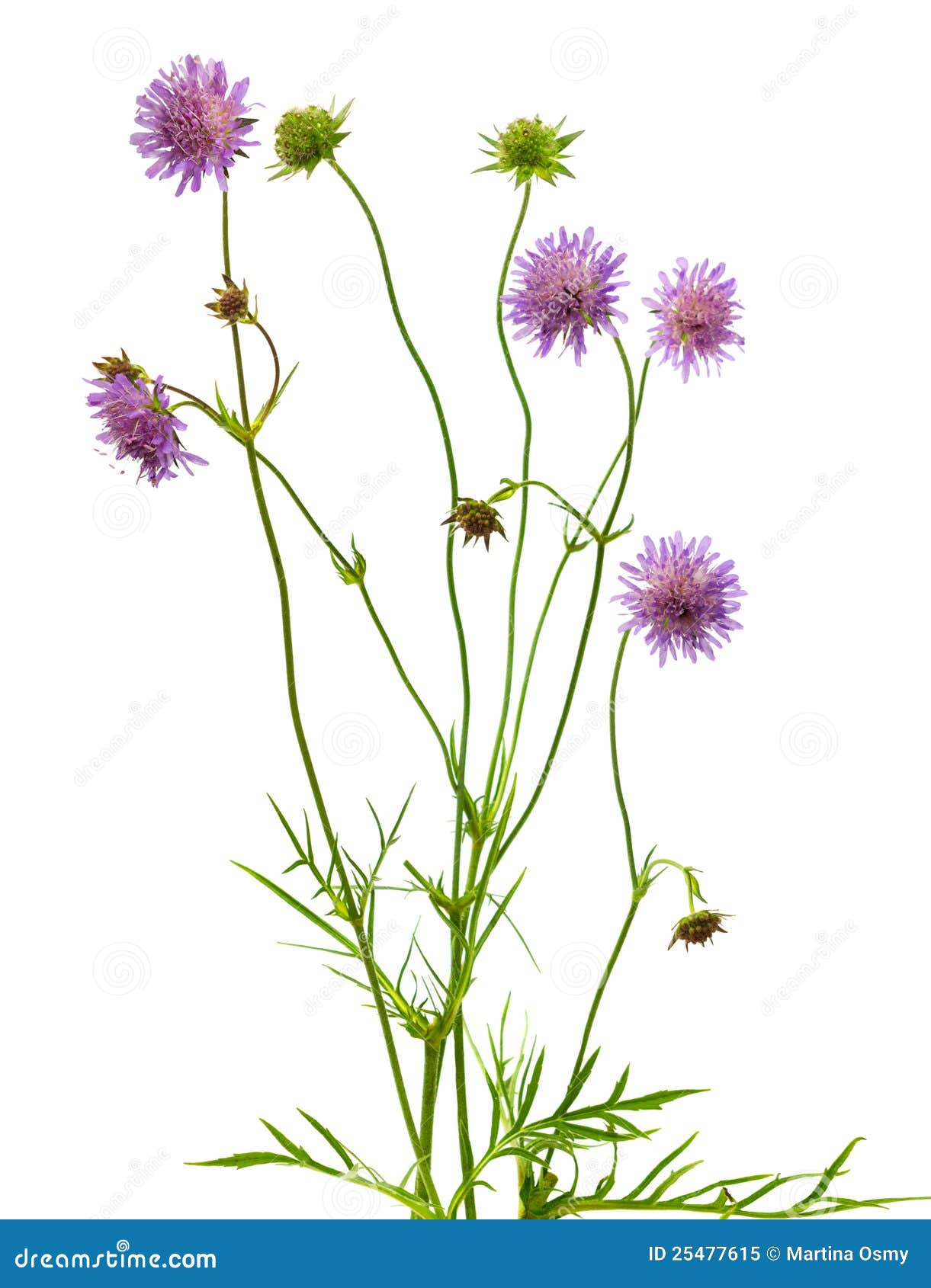 Isolated Pincushion Flower Plant Stock Image Image of bloom, isolated