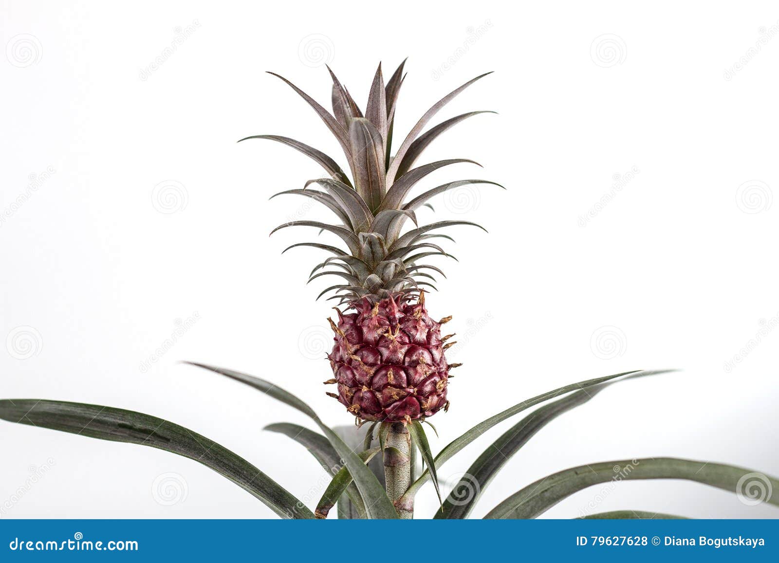 Isolated Pineapple on the Bush Stock Photo Image of juice, appetizing