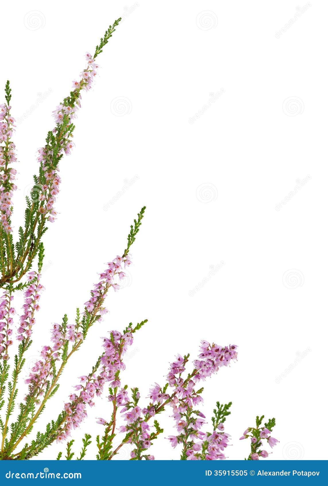 Isolated Pink Blossoming Heather Corner Stock Image