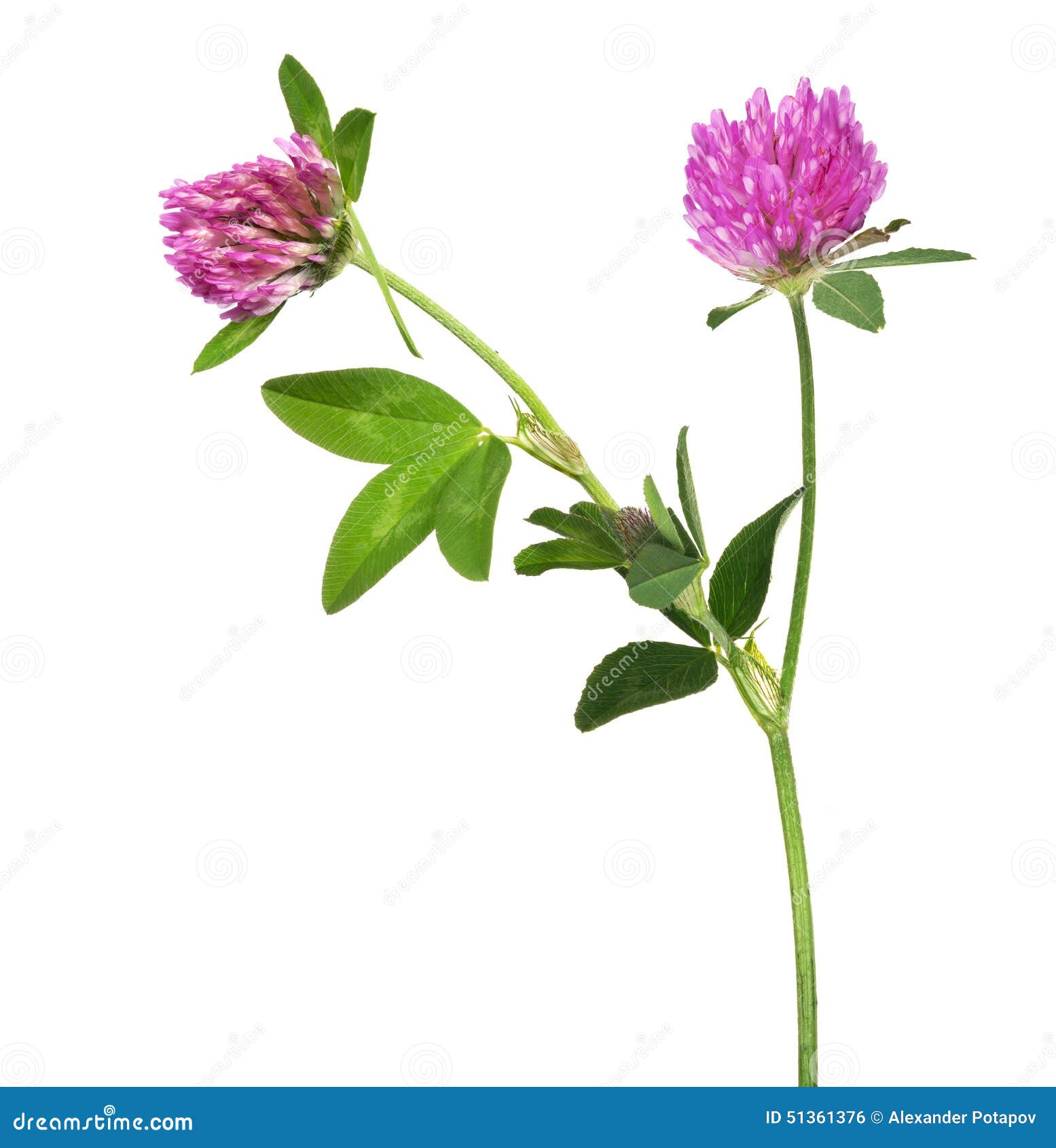 Isolated Pink Clover Flower with Two Blooms Stock Photo Image of