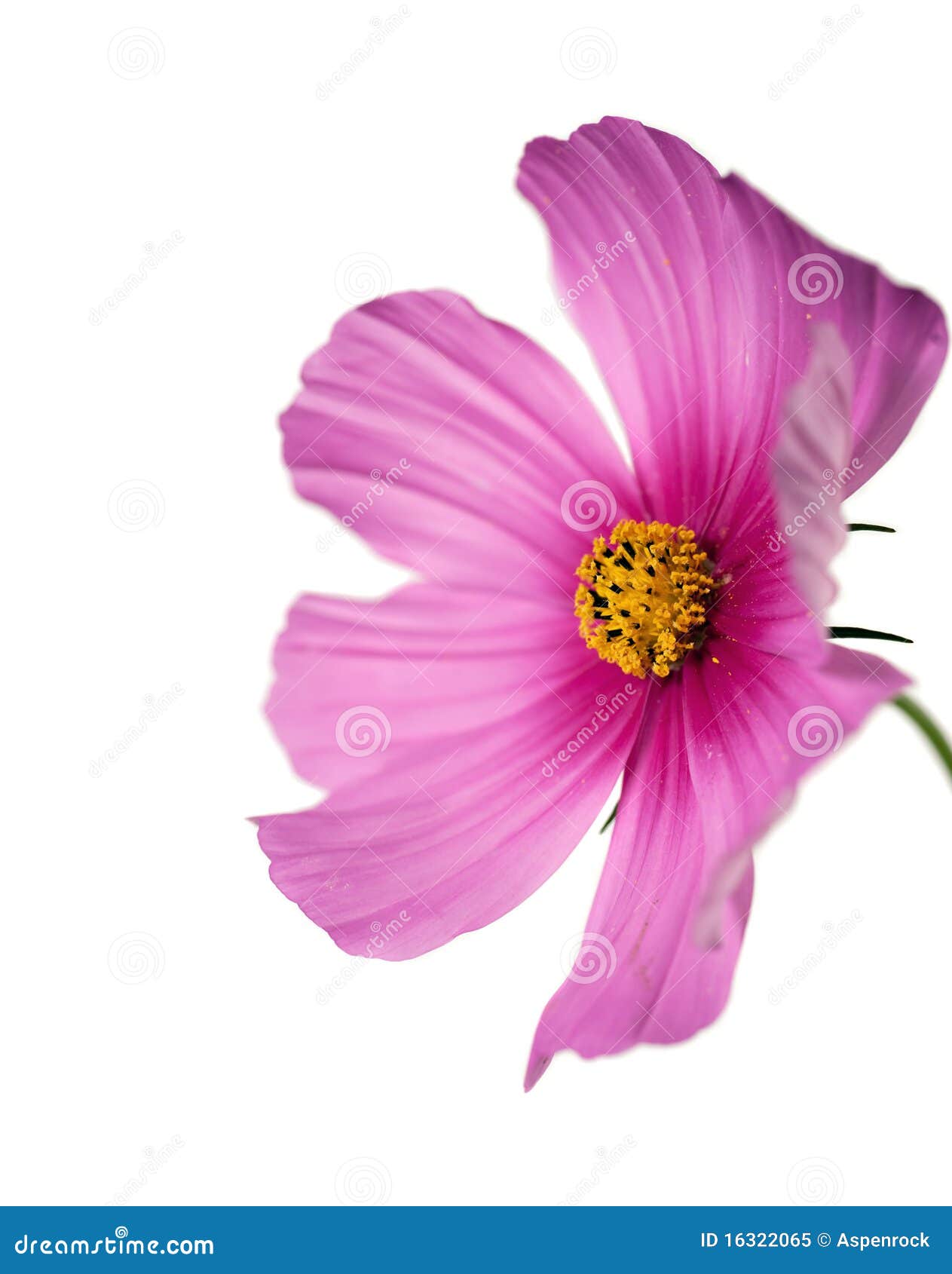  pink/purple cosmo on white