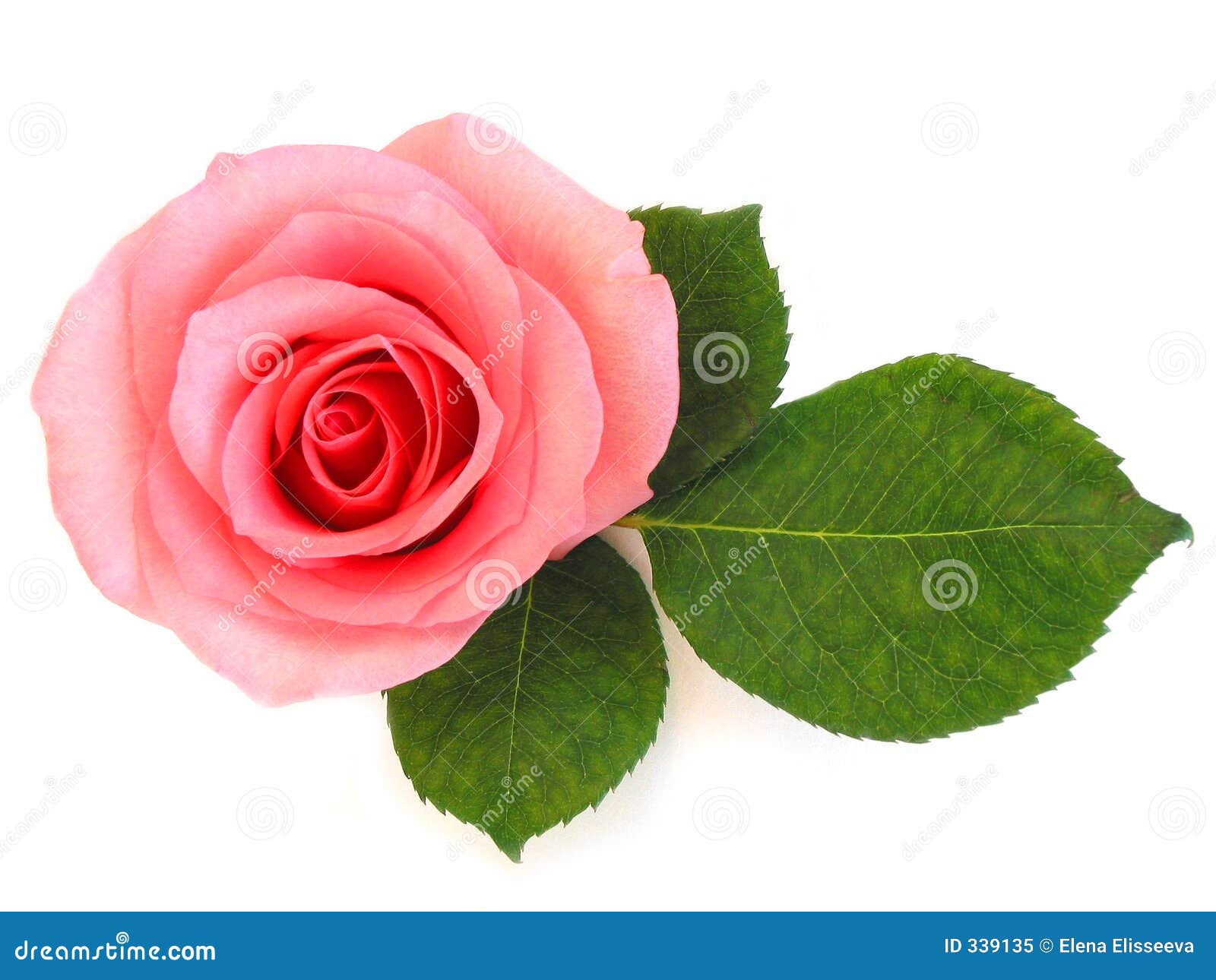 Isolate pink hibiscus or chinese rose petal, close up photo image of single  pink hibiscus/chinese rose petal isolated on white background present a  detail of pink hibiscus/chinese rose petals pattern Stock Photo