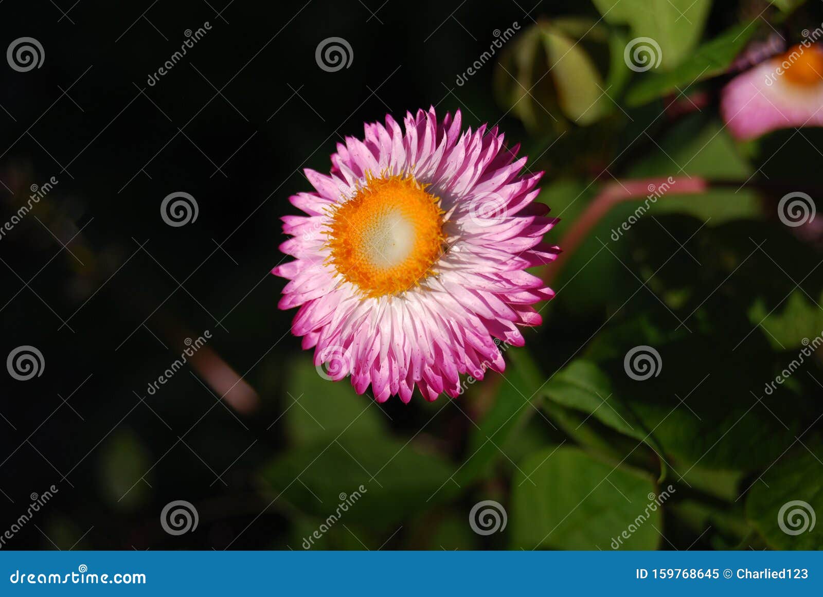  pink straw flower agains a blurred garden background