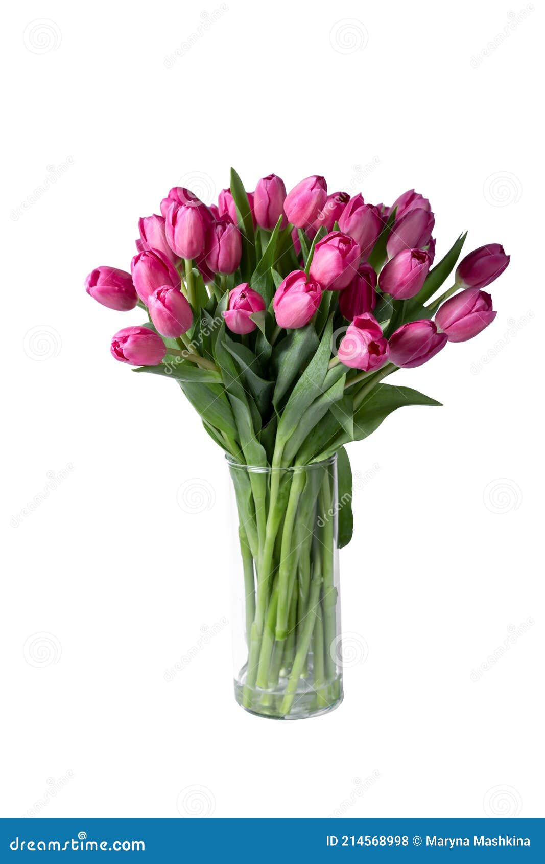 Isolated Pink Tulips Flower in a Vase Stock Photo Image of flora