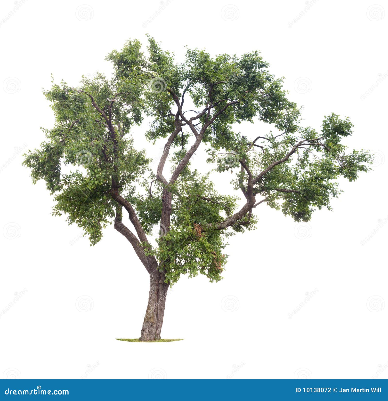  plum tree