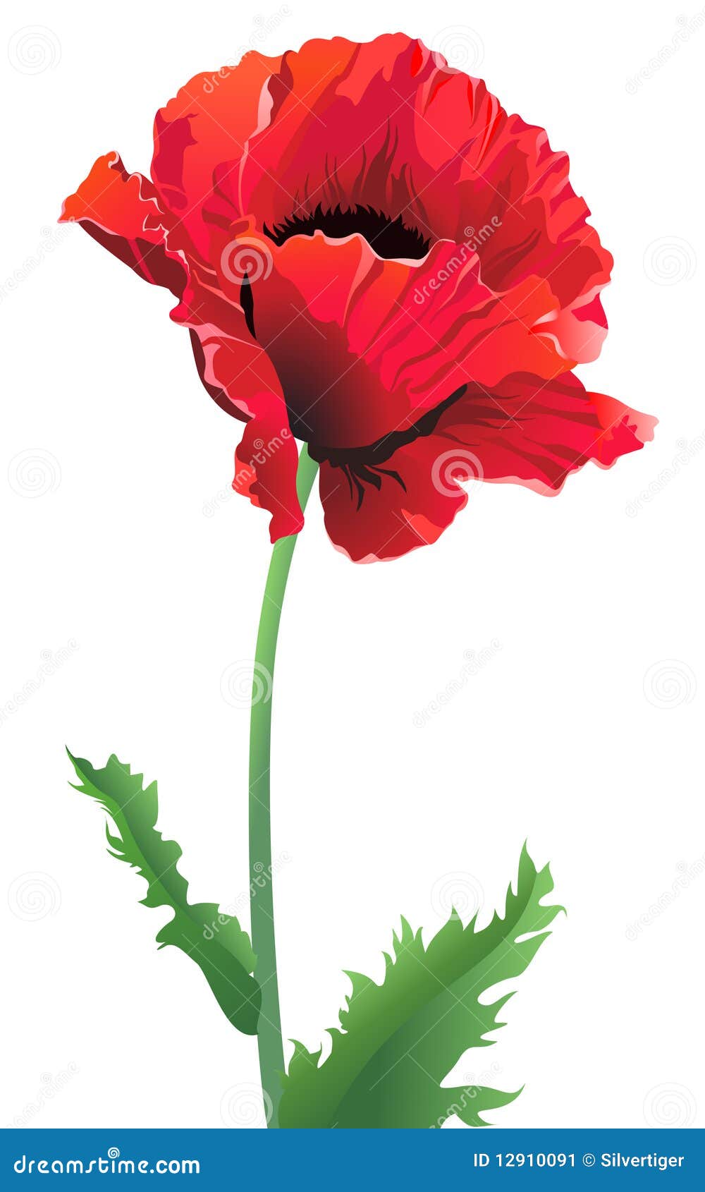 Isolated poppy flower stock vector. Illustration of detail - 12910091