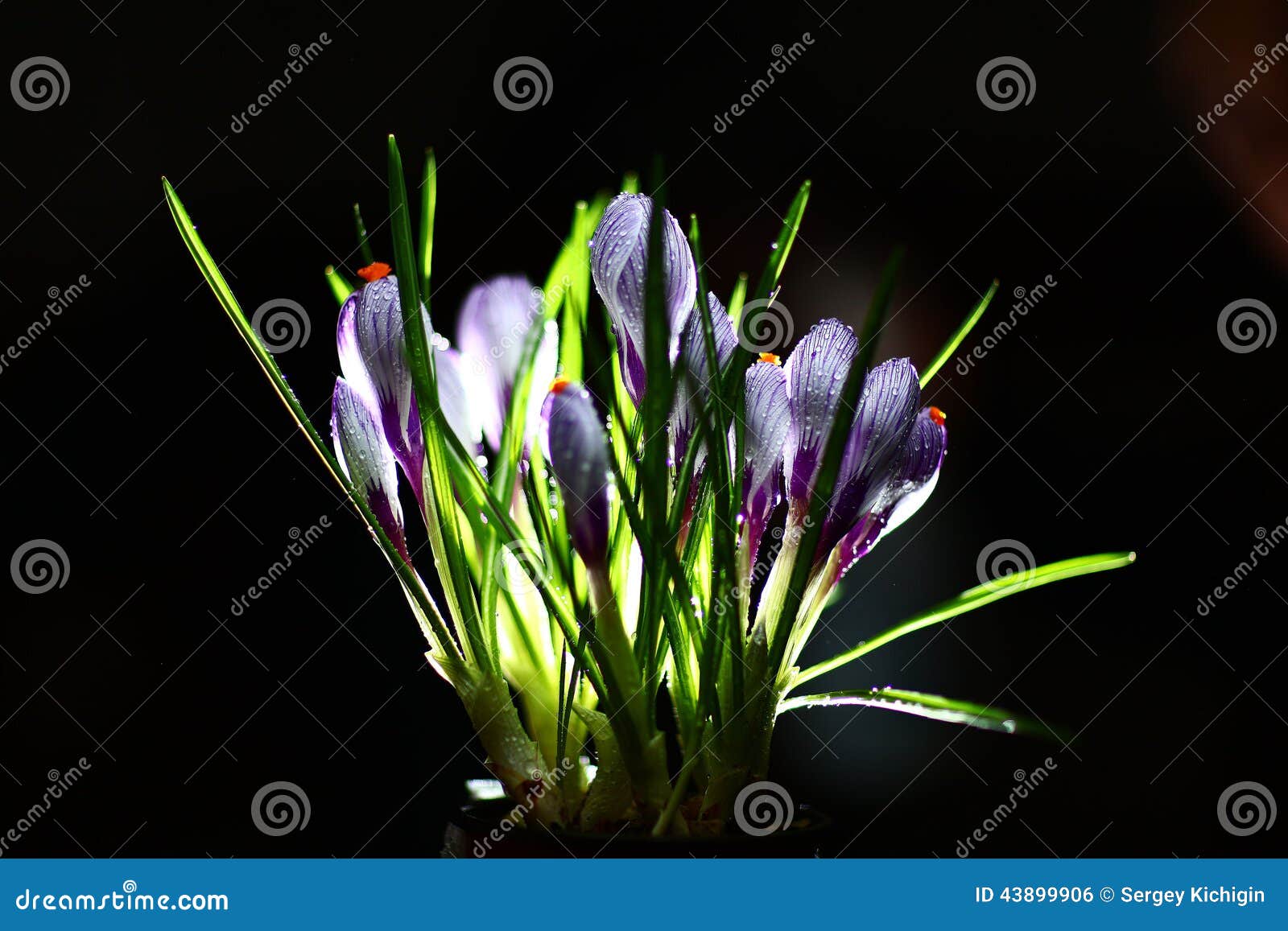  purple beutifull fresh flowers