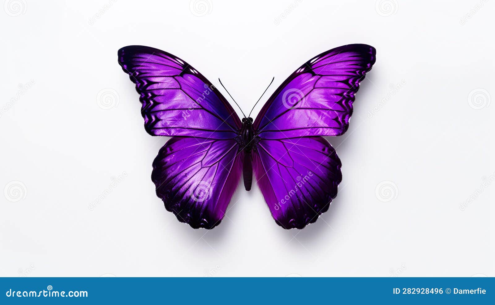 Beautiful Butterfly Png, Purple Blank Painted Butterfly with Wings ...