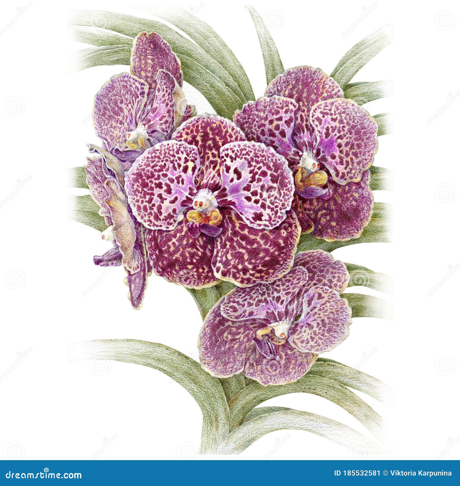 Realistic Vanda Orchid Flowers. Colored Pencil Drawing. Stock